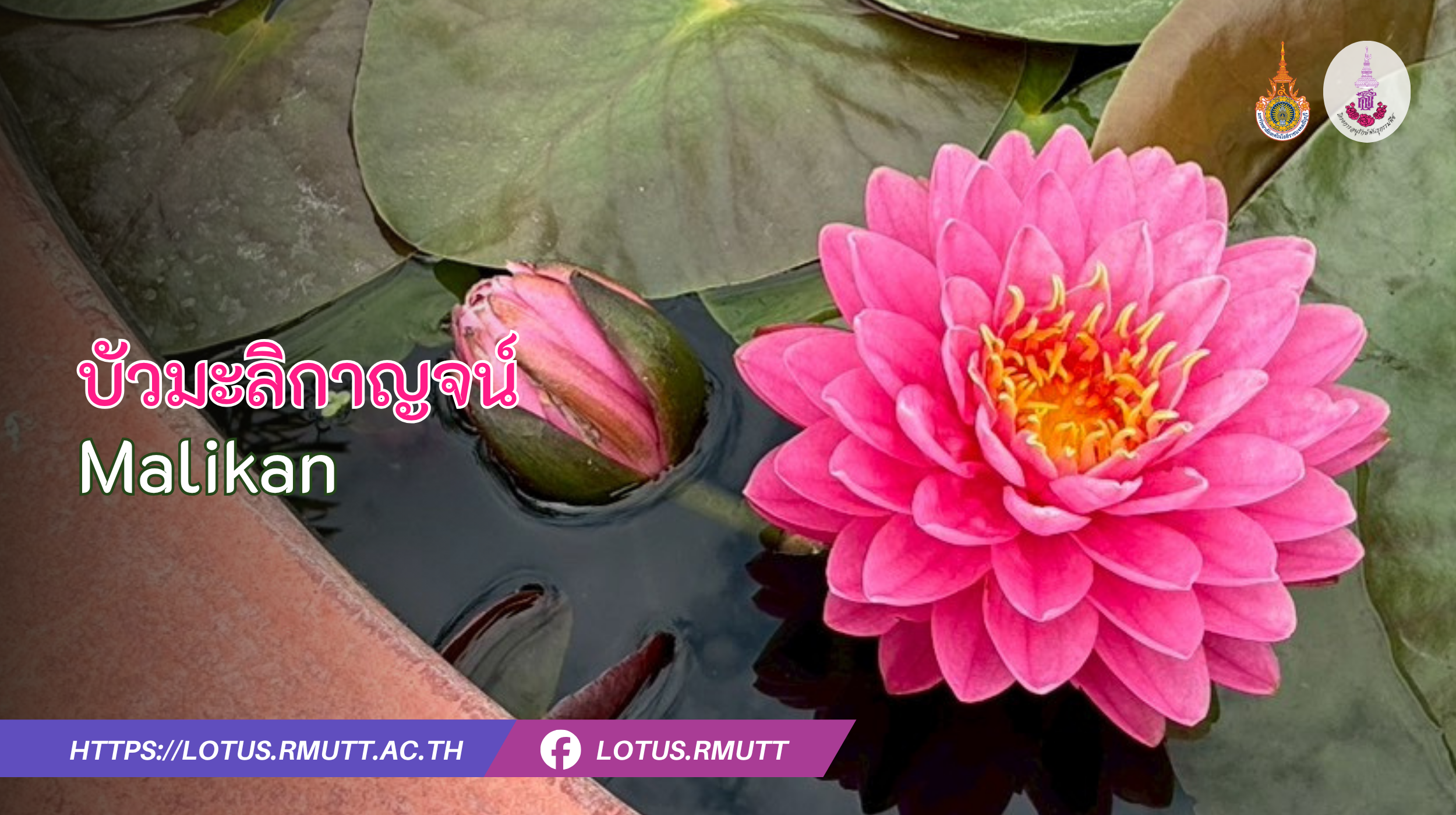 บัวมะลิกาญจน์