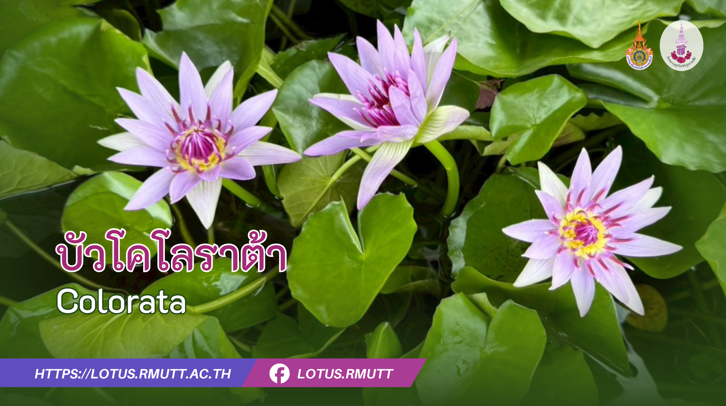 บัวโคโลราต้า