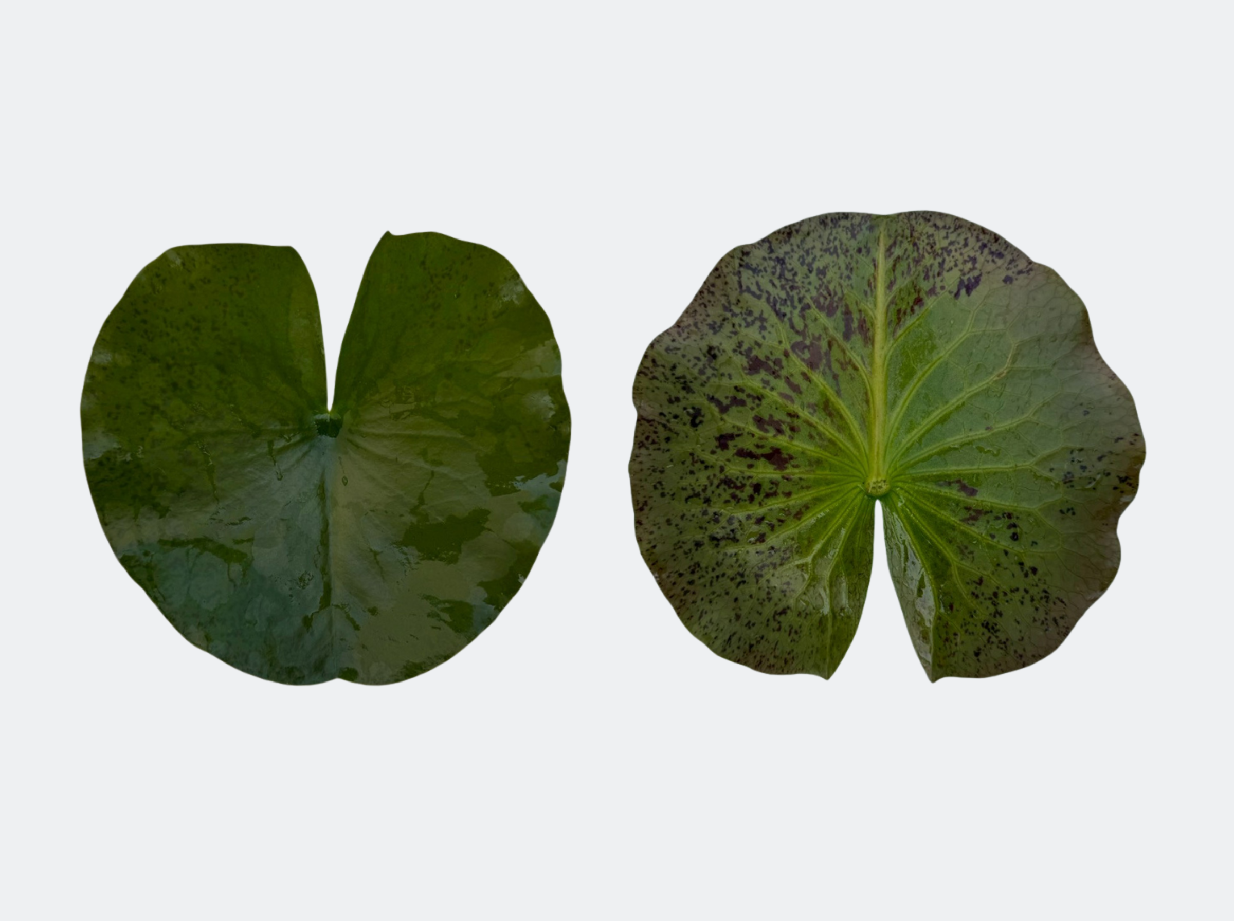 ใบแก่ บัวธรรมรักษา