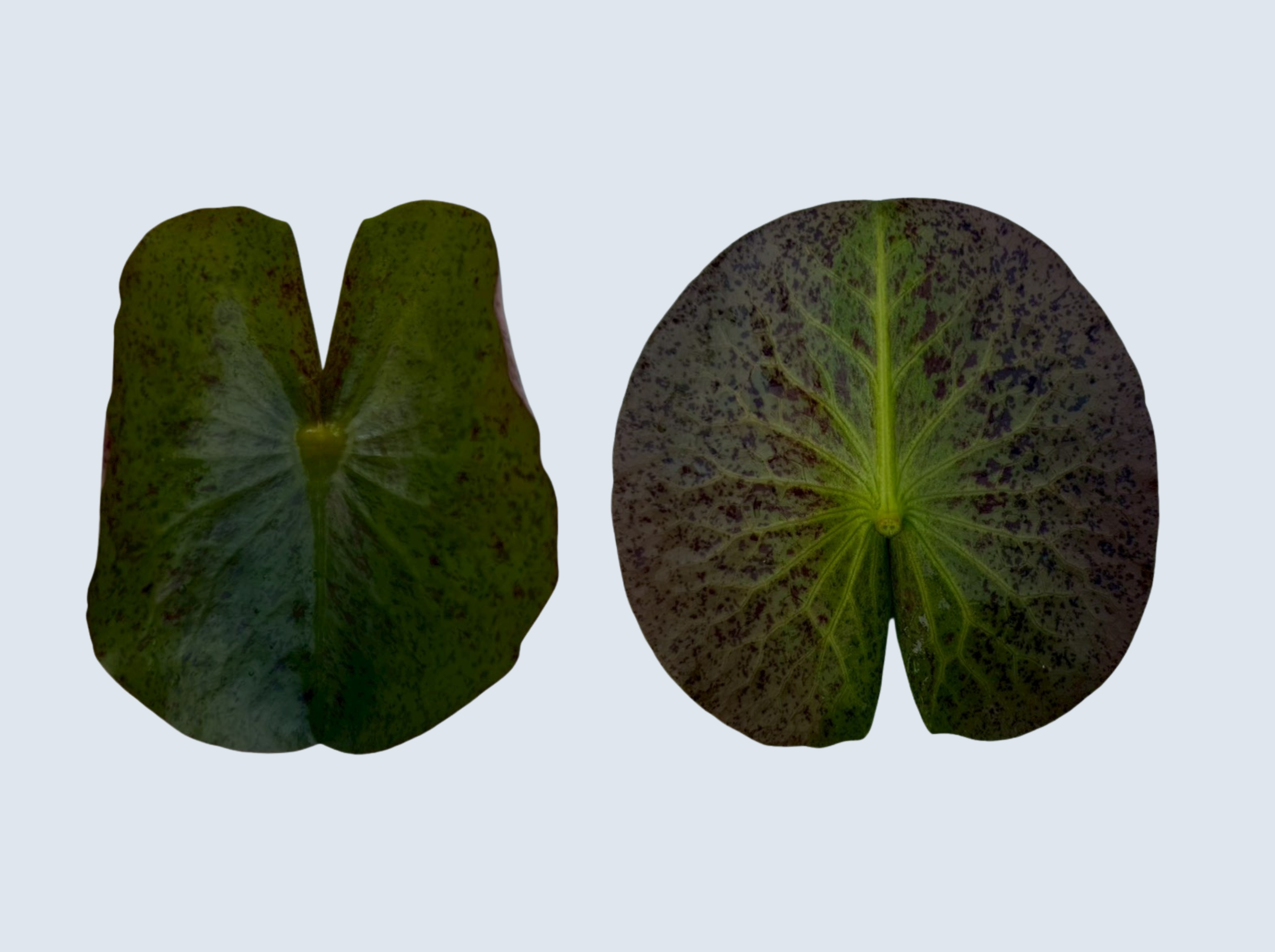 ใบอ่อน บัวธรรมรักษา