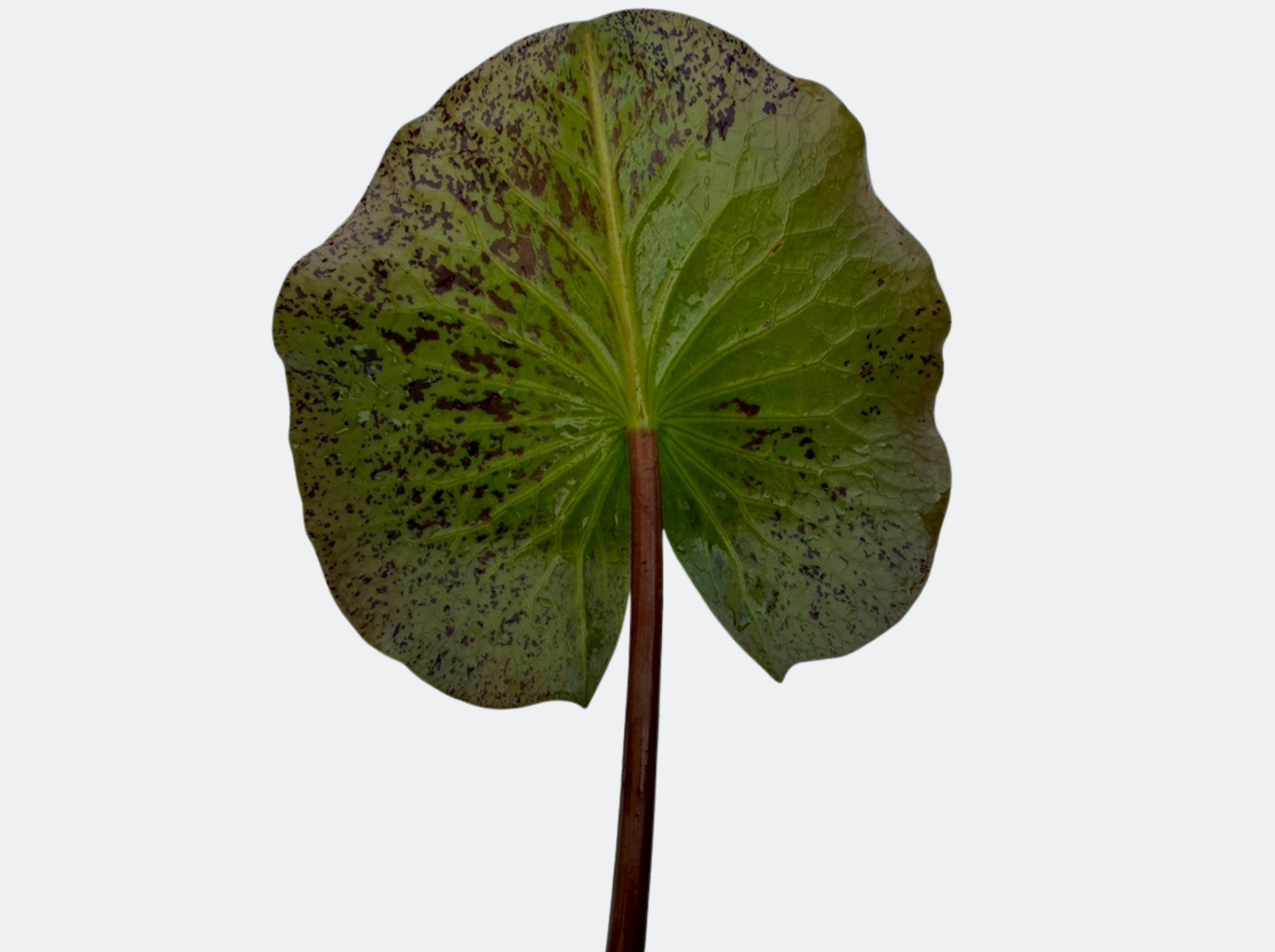 ก้านใบบัวธรรมรักษา