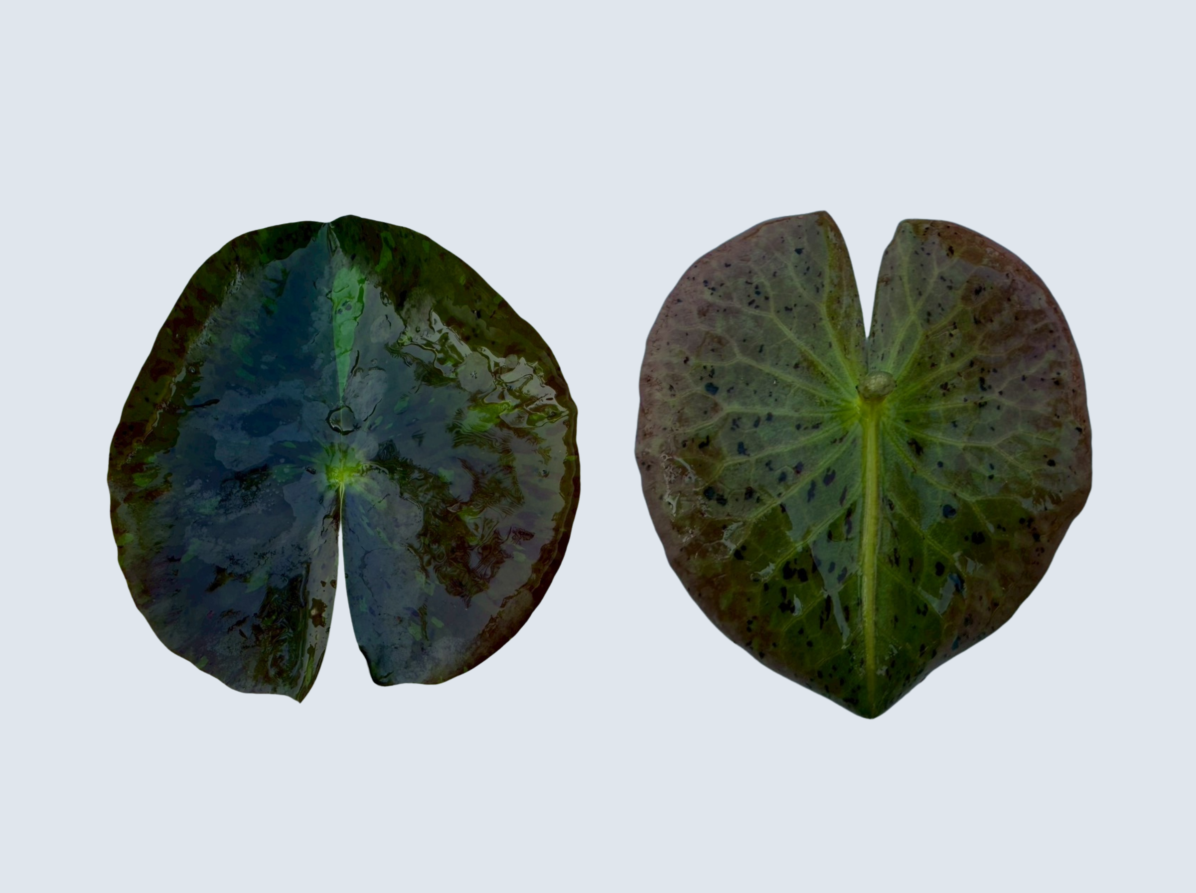 ใบบัววันวิสาข์