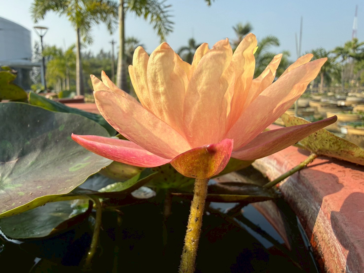 บัววันวิสาข์