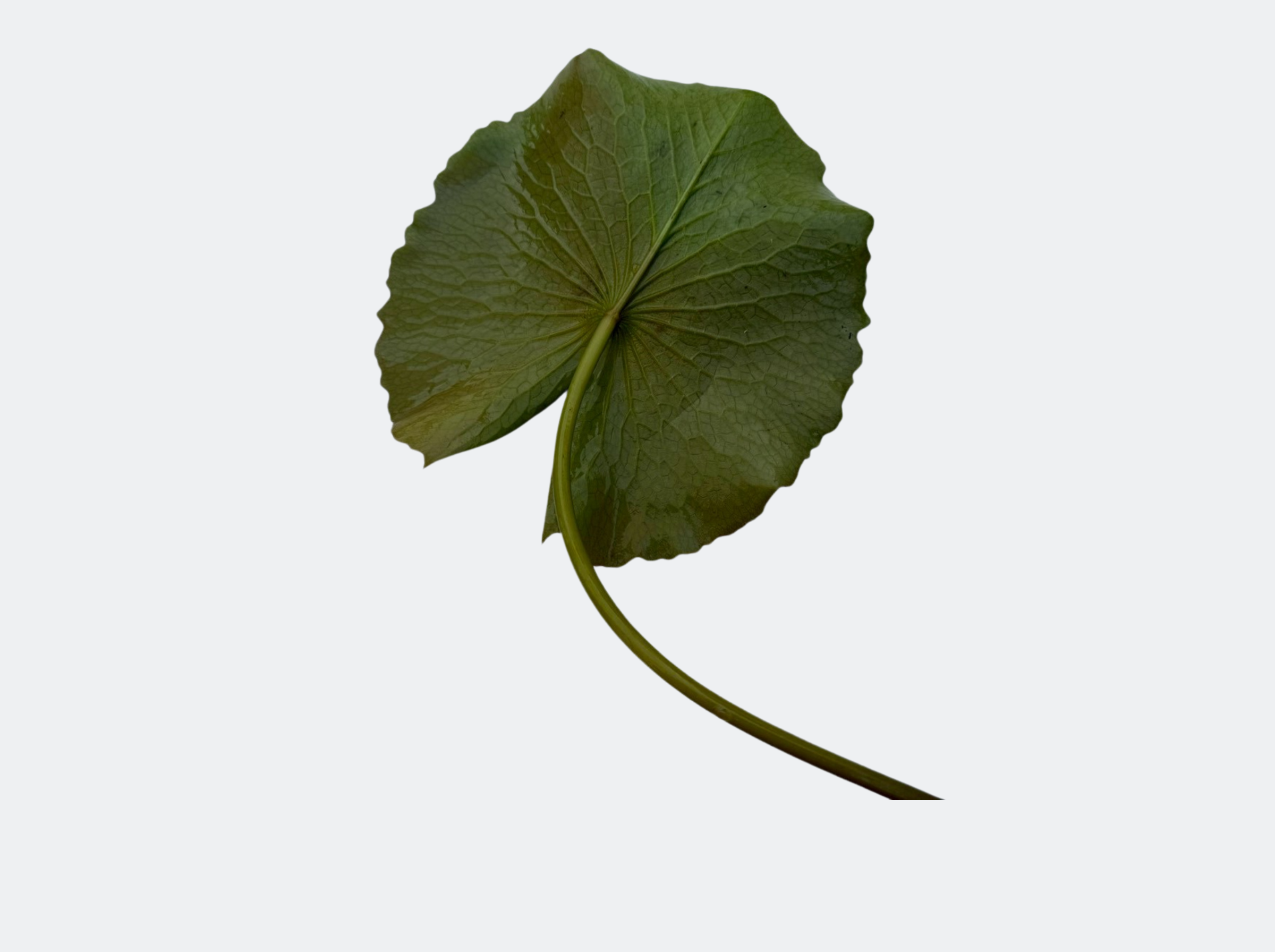 ก้านใบ-บัวสว่างจิต