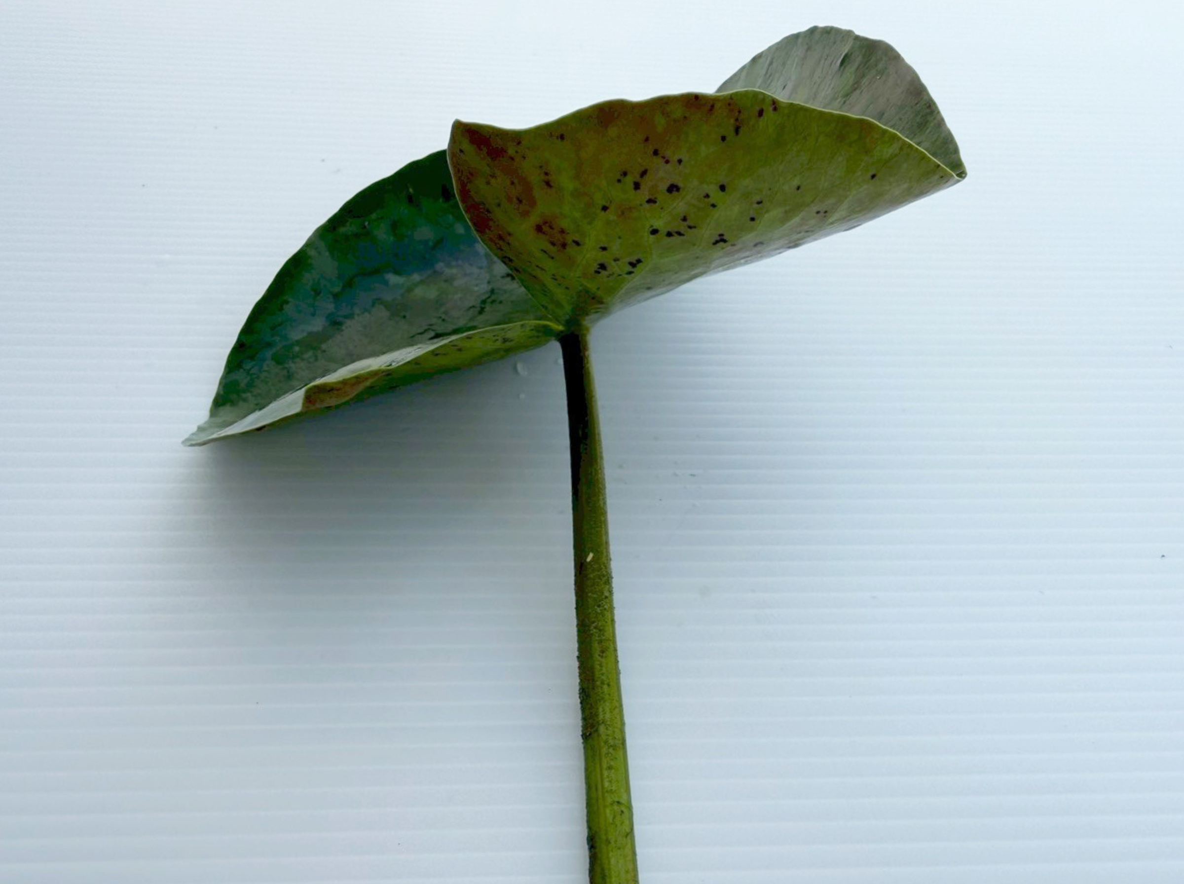 ใบบัววันวิสาข์