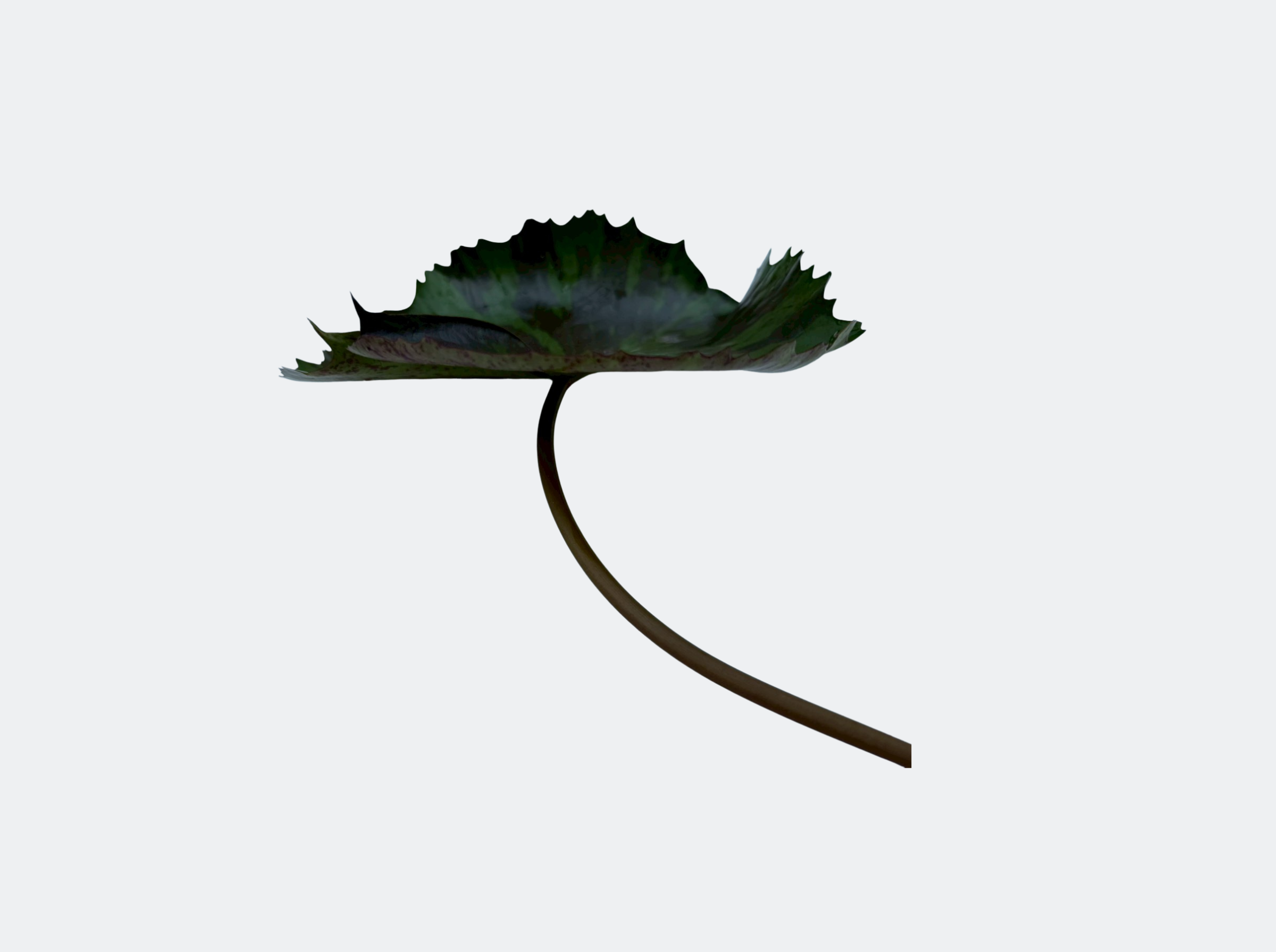 ก้านใบ-Queen of Siam