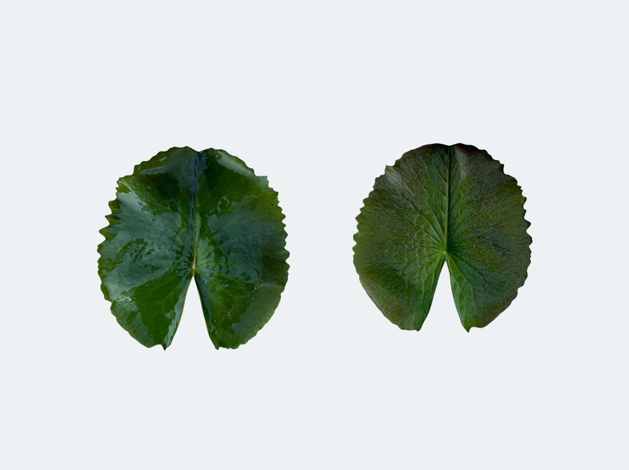 ใบอ่อน-PurpleJoy-Dang