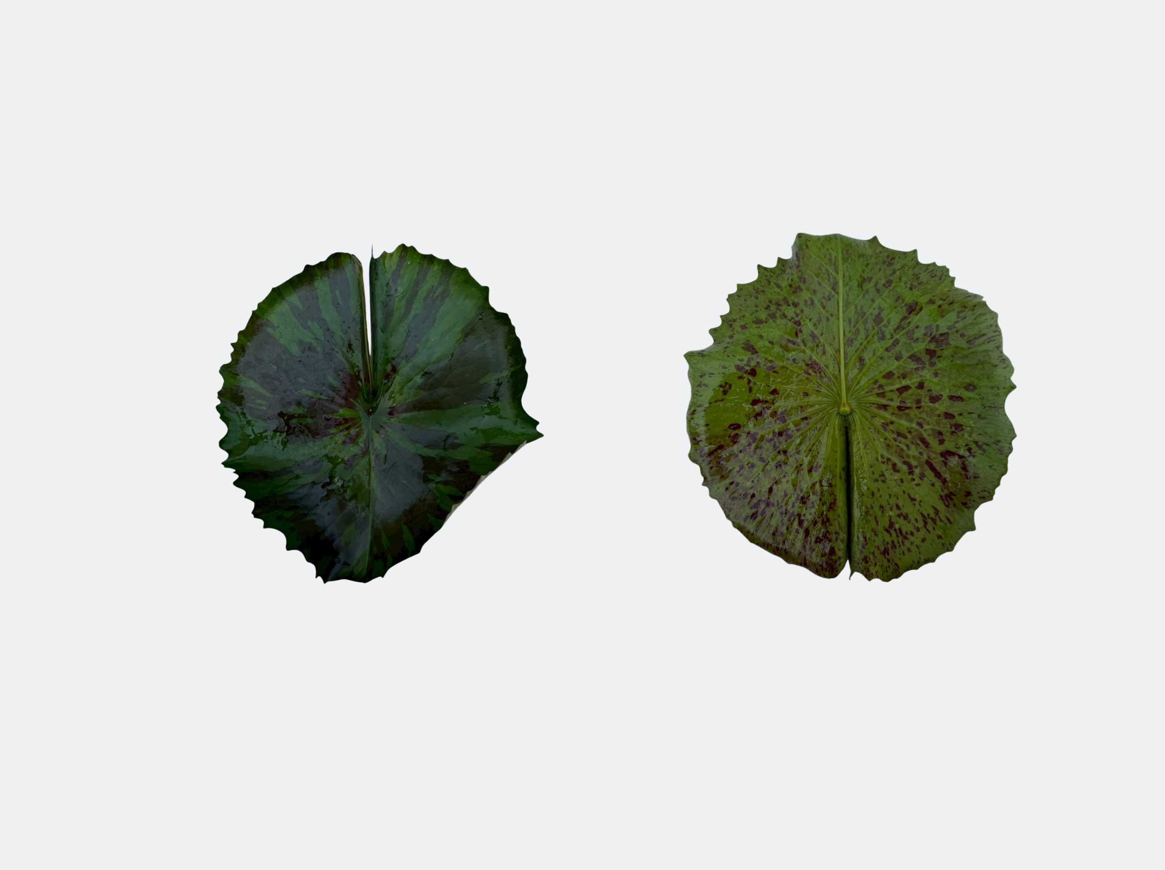 ใบอ่อน-Queen of Siam