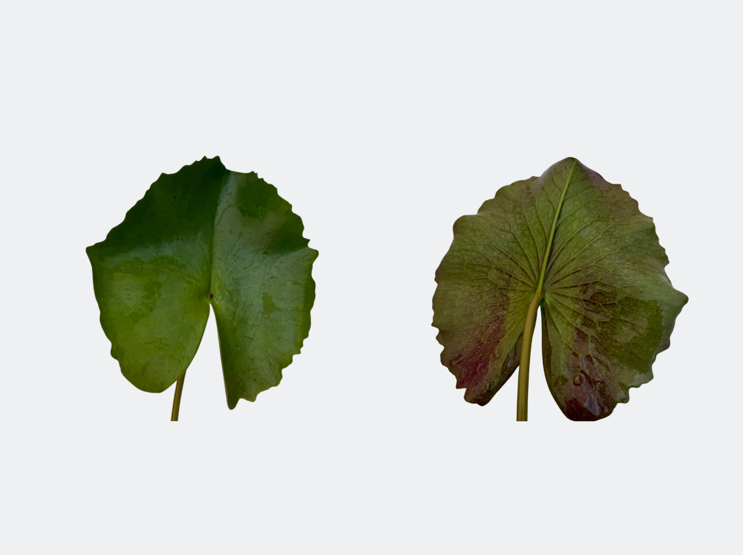 ใบแก่-Purple Joy