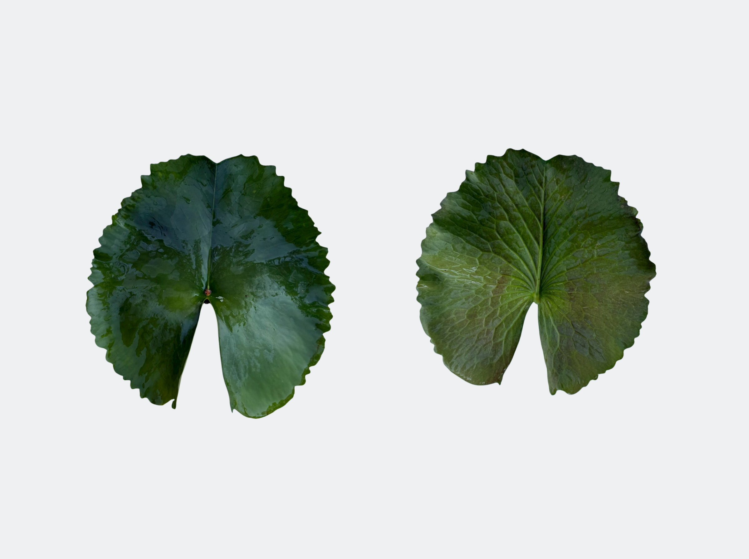 ใบแก่-PurpleJoy-Dang