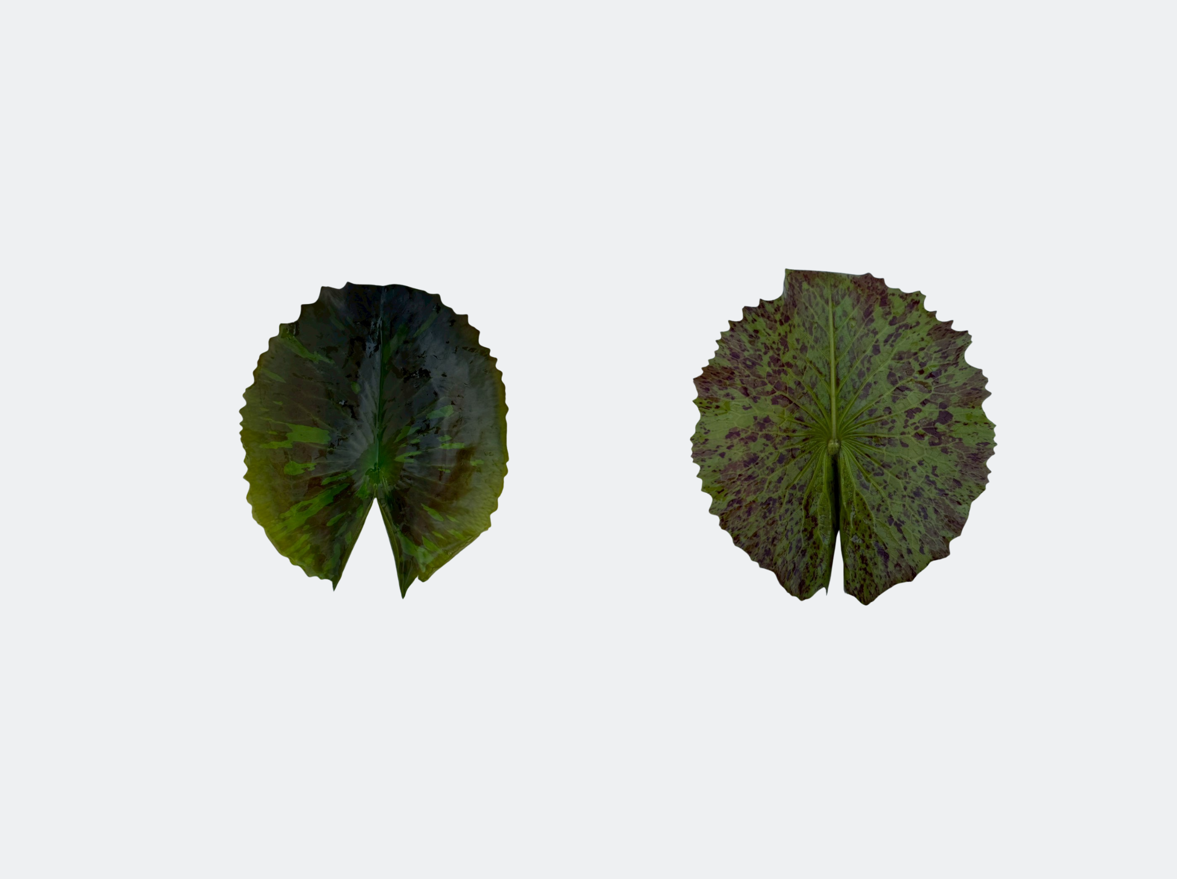 ใบแก่-Queen of Siam