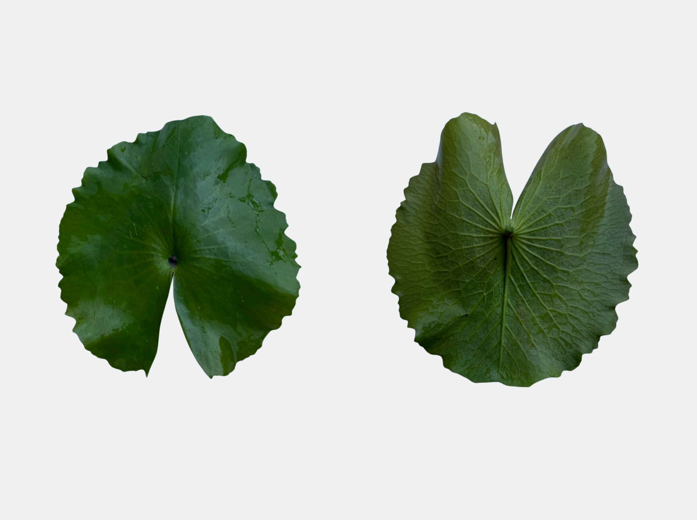 ใบอ่อน-บัวสว่างจิต