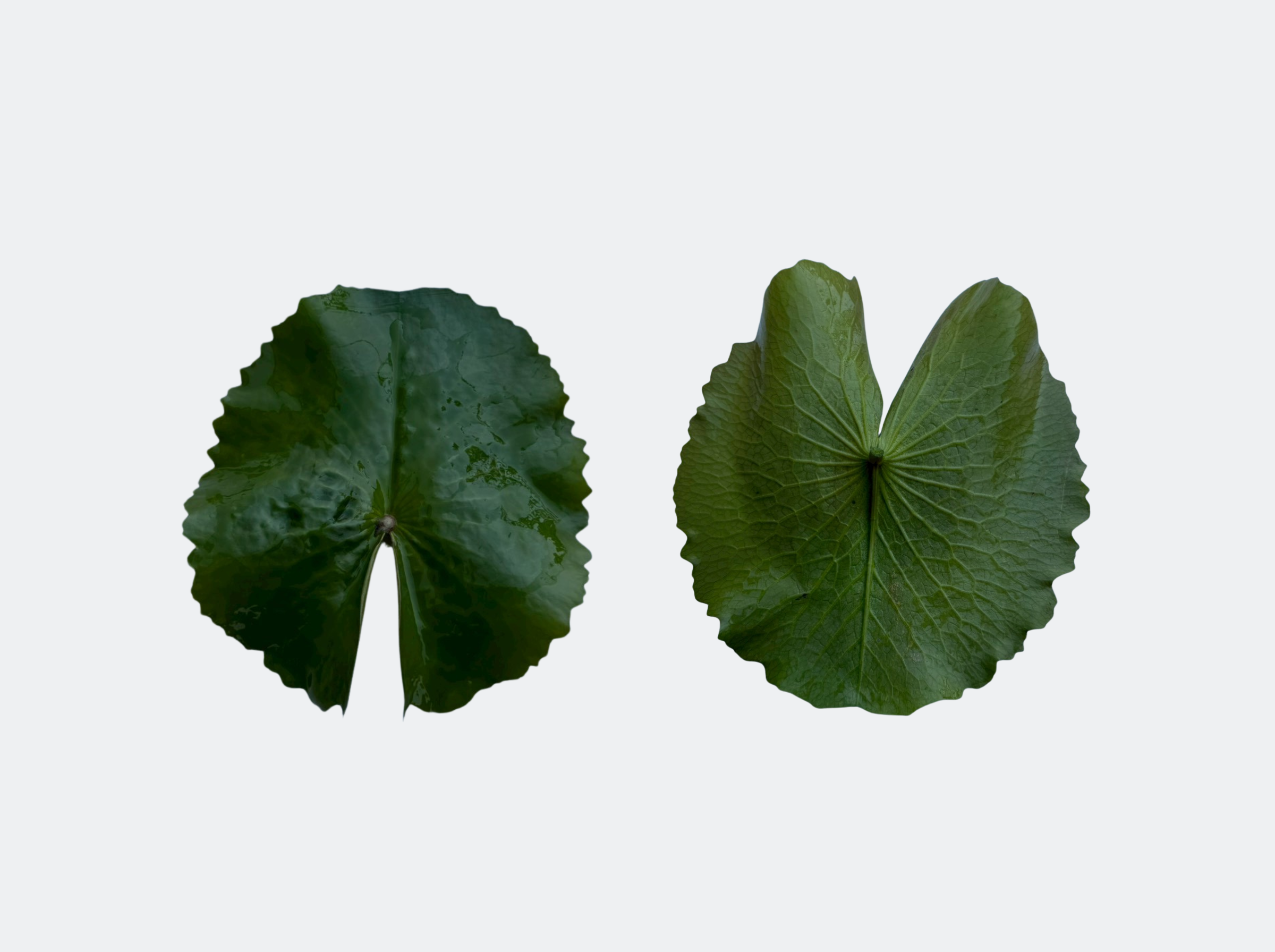 ใบแก่-บัวสว่างจิต