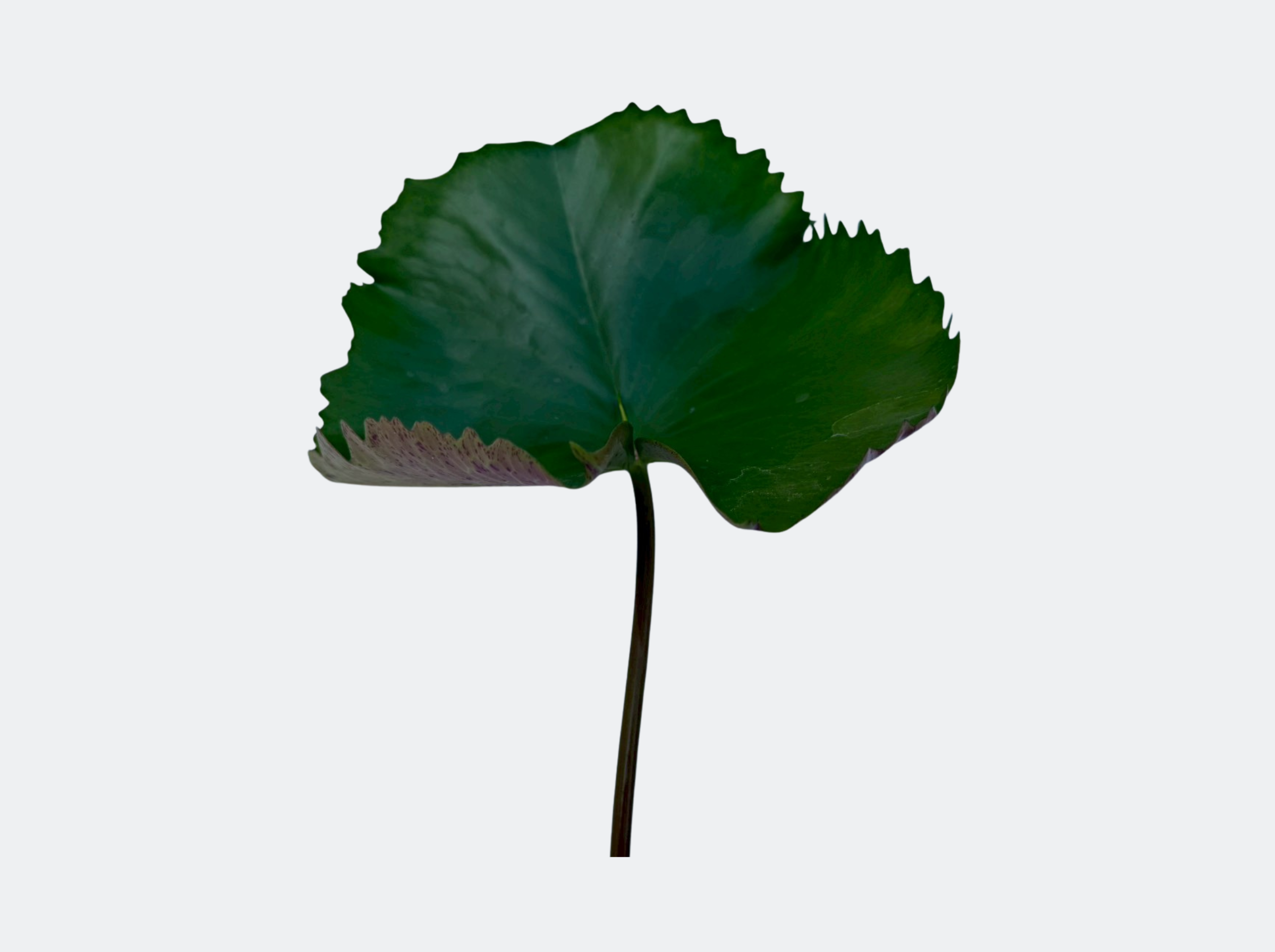 ก้านใบ-PrawFah