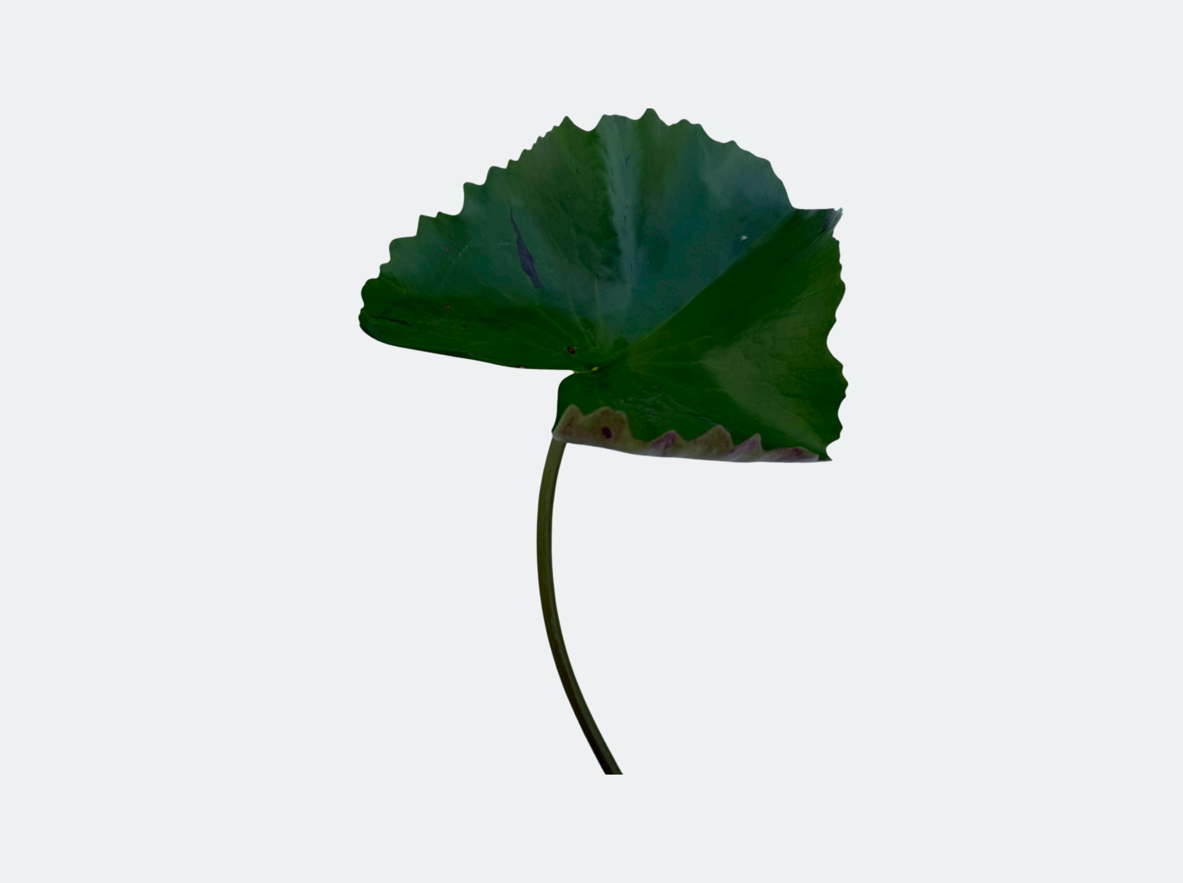 ก้านใบ-PurpleJoy-Muang