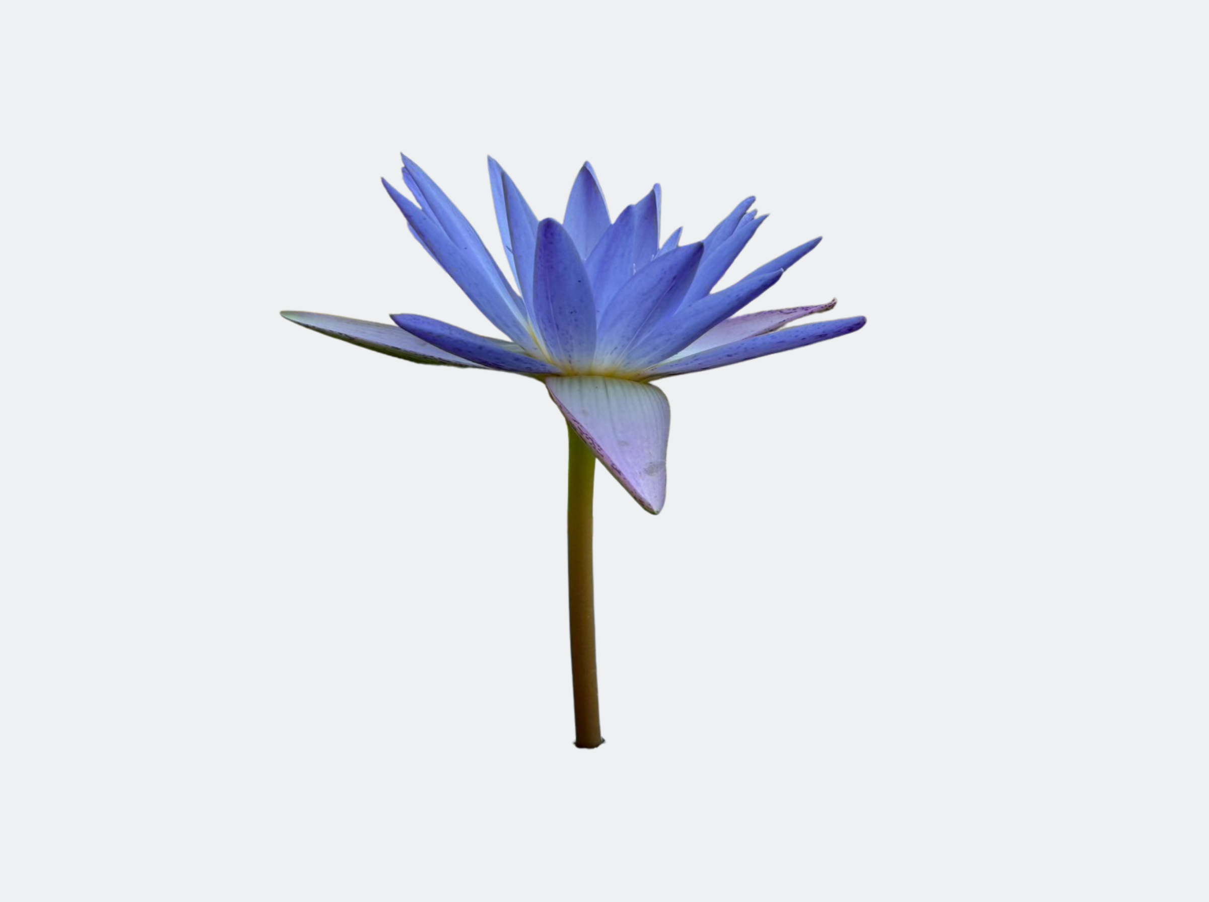 ดอกใบ-PrawFah