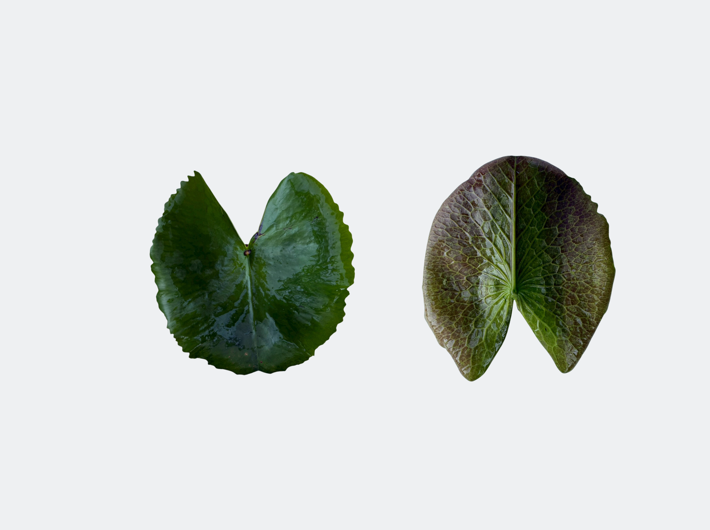 ใบแก่-PurpleJoy-Muang