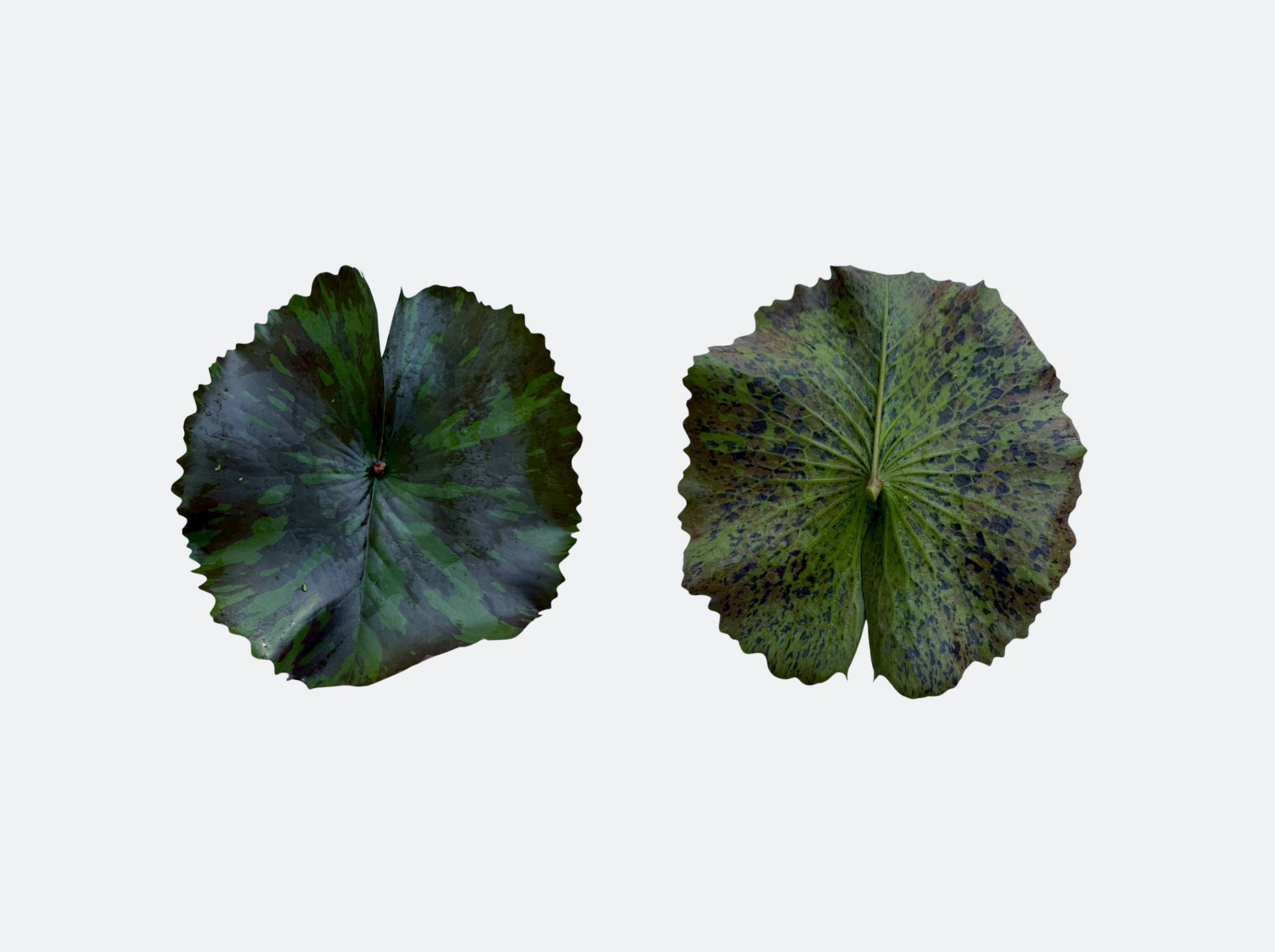 ใบอ่อน-Theridune