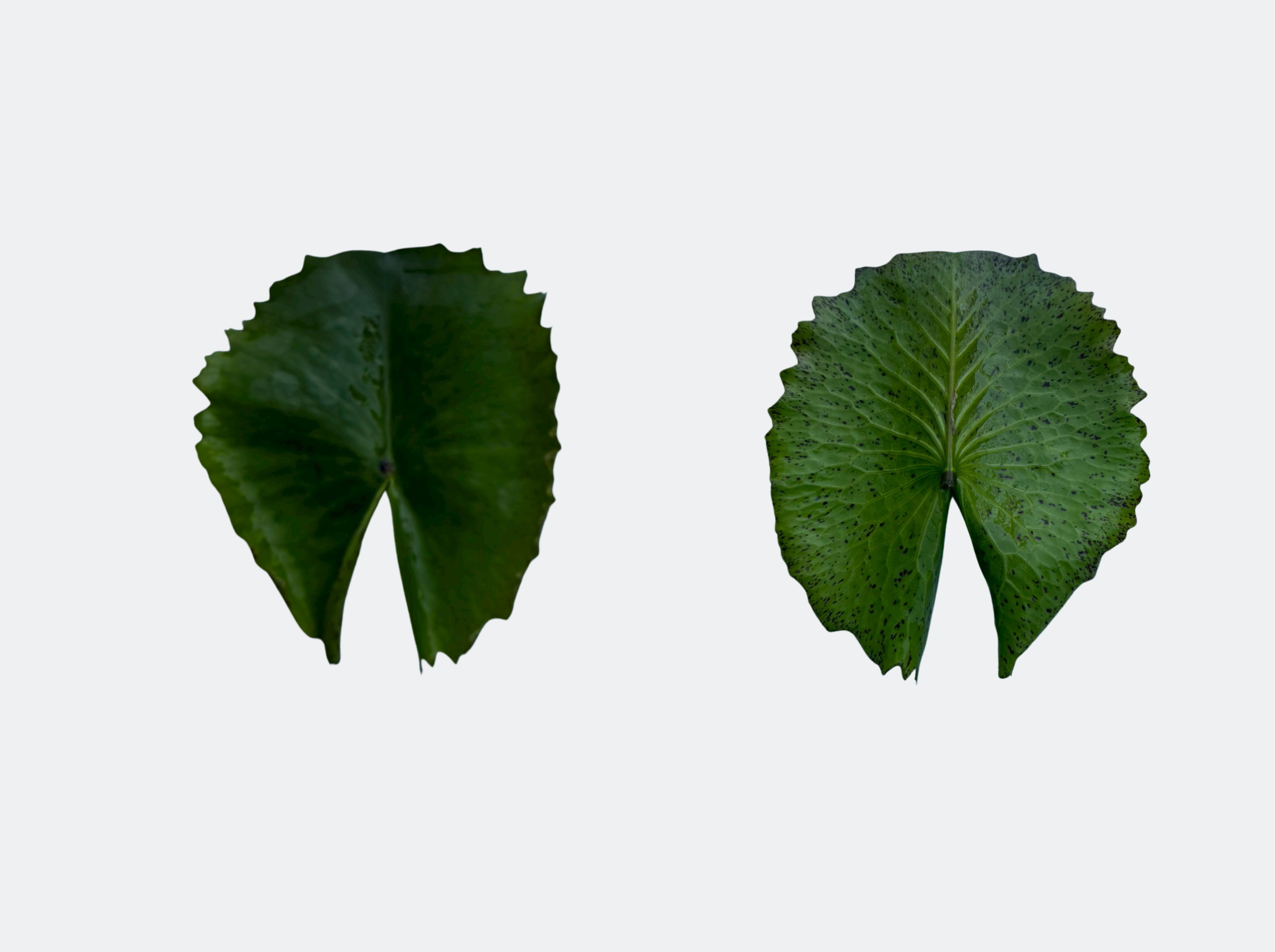 ใบแก่-PrawFah