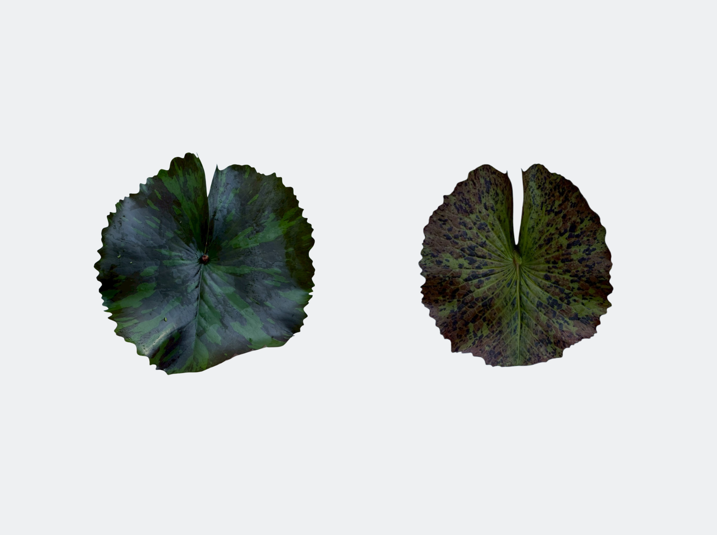 ใบแก่-Theridune