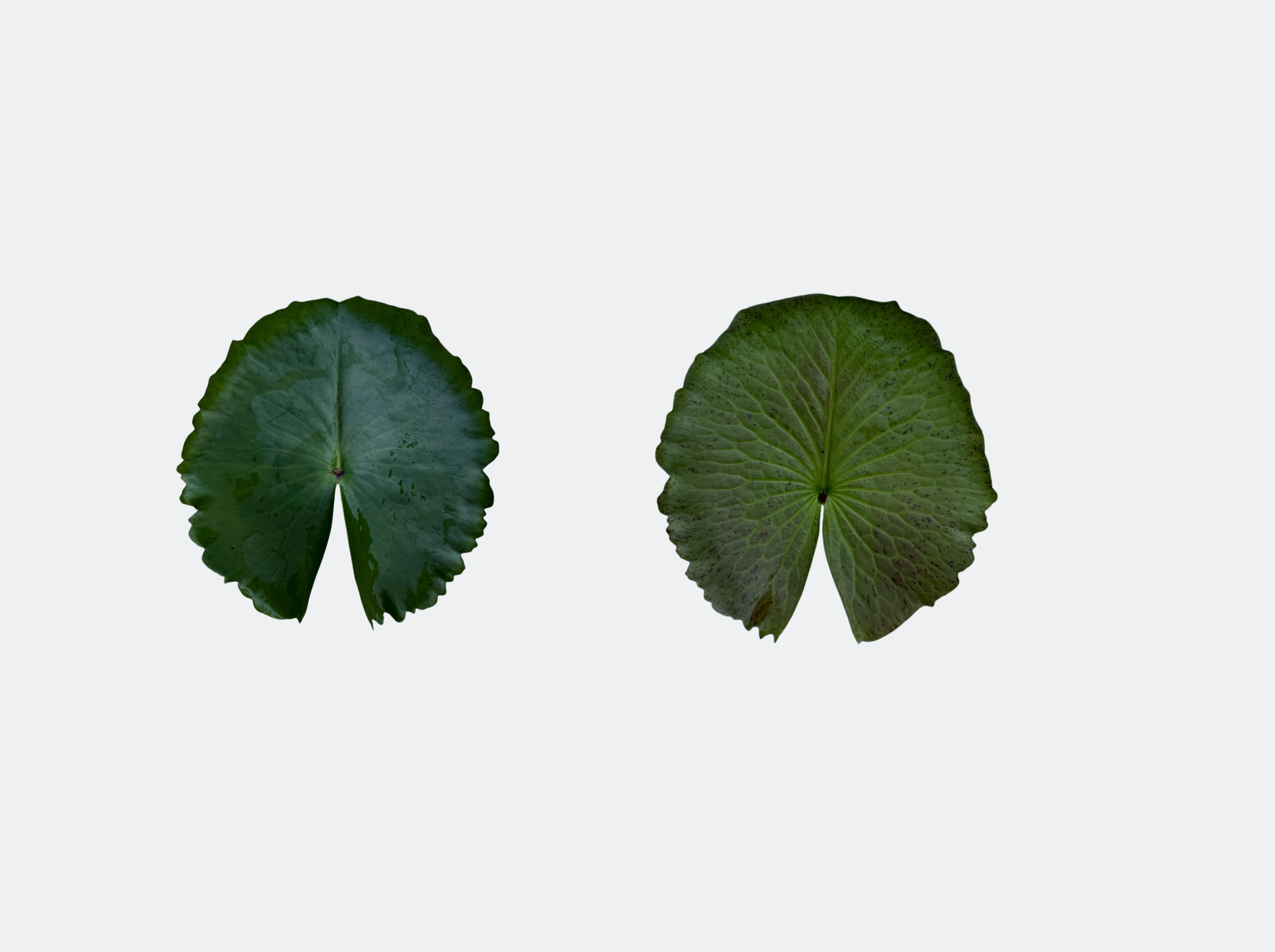 ใบอ่อน-PrawFah