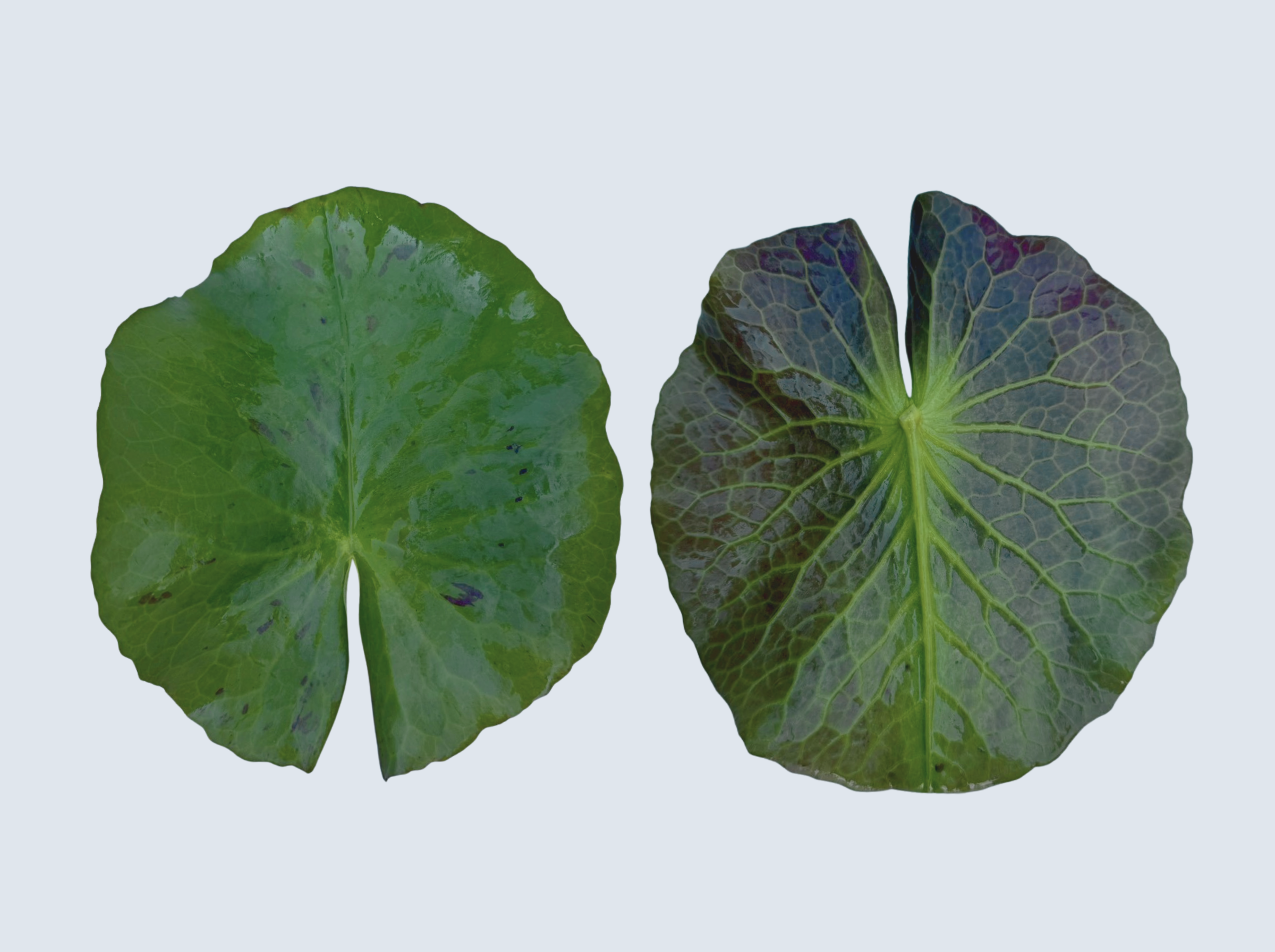 ใบบัวฉลองขวัญ