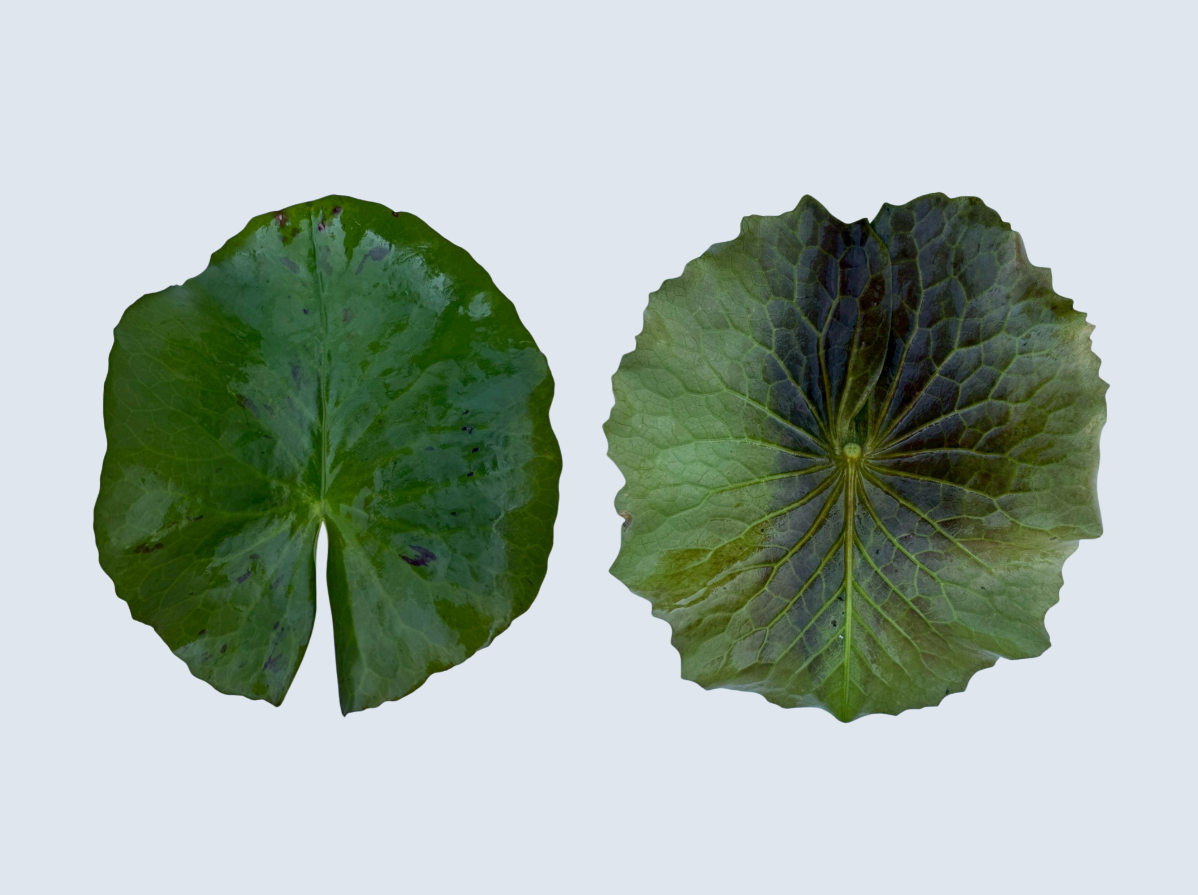 ใบบัวฉลองขวัญ