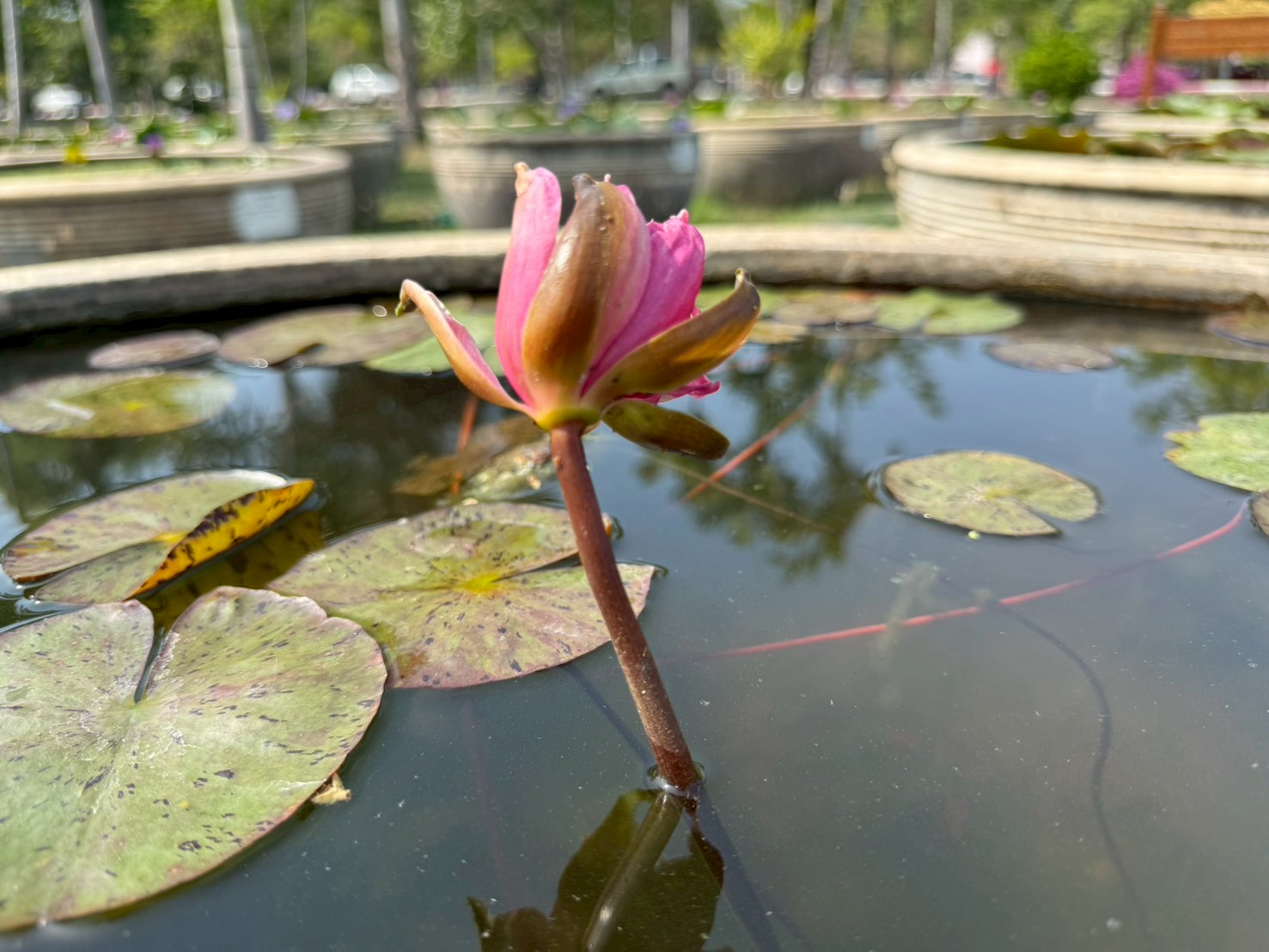 ก้านดอกบัวเรดสไปเดอร์