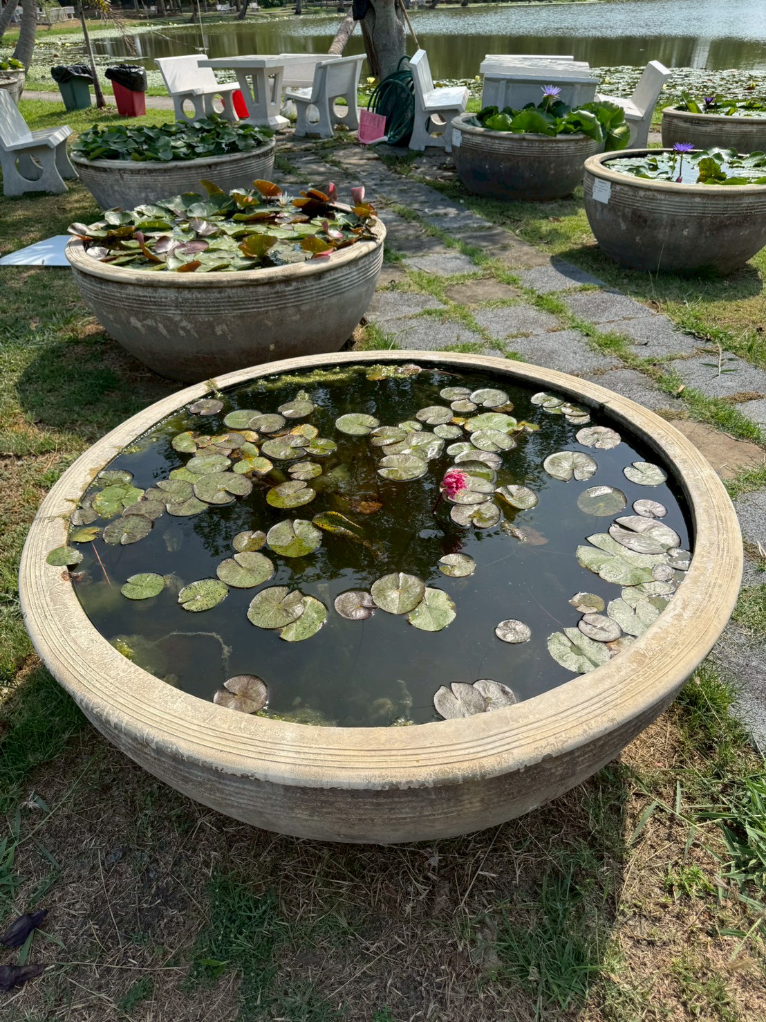 บัวเรดสไปเดอร์