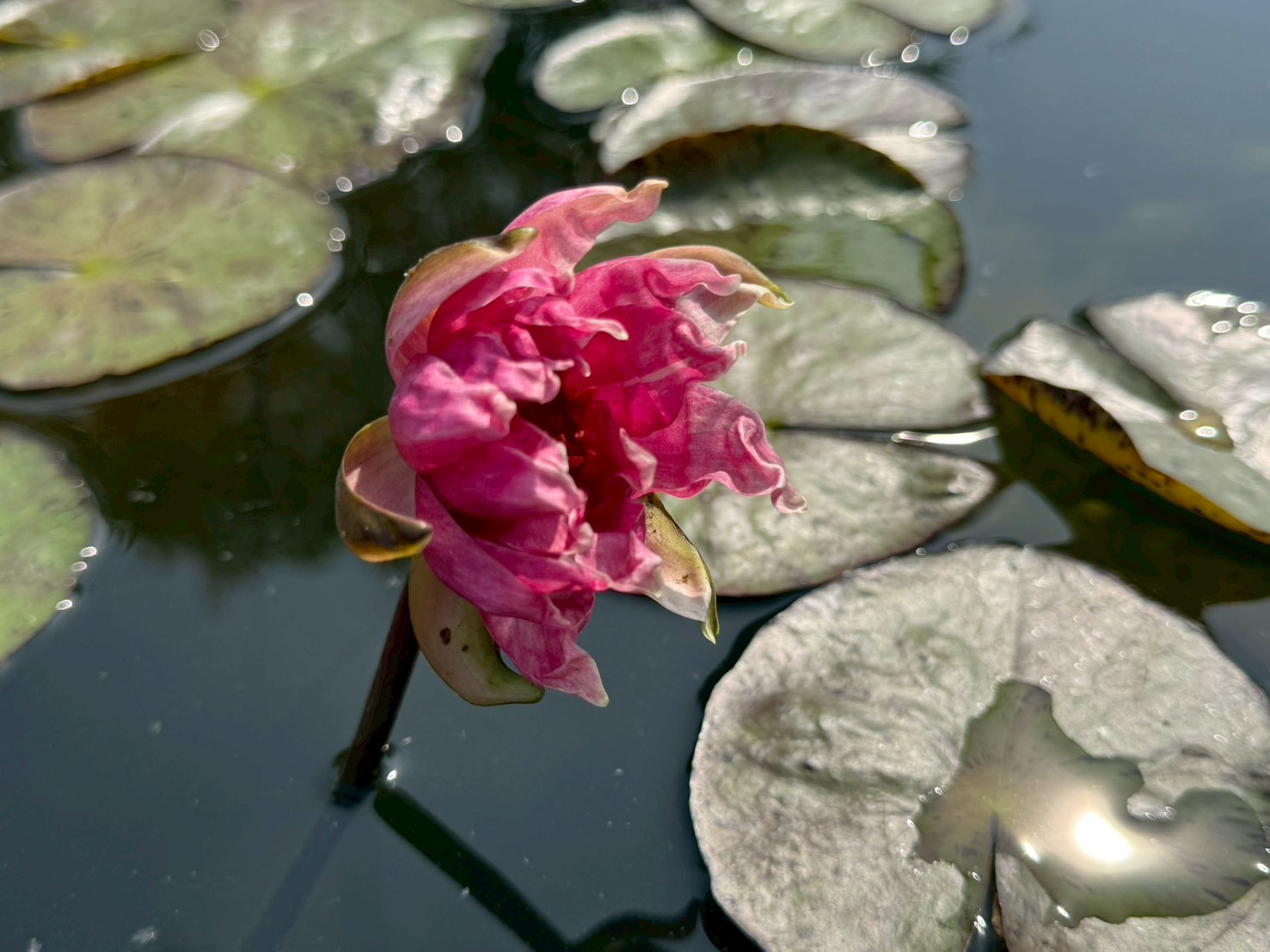 บัวเรดสไปเดอร์