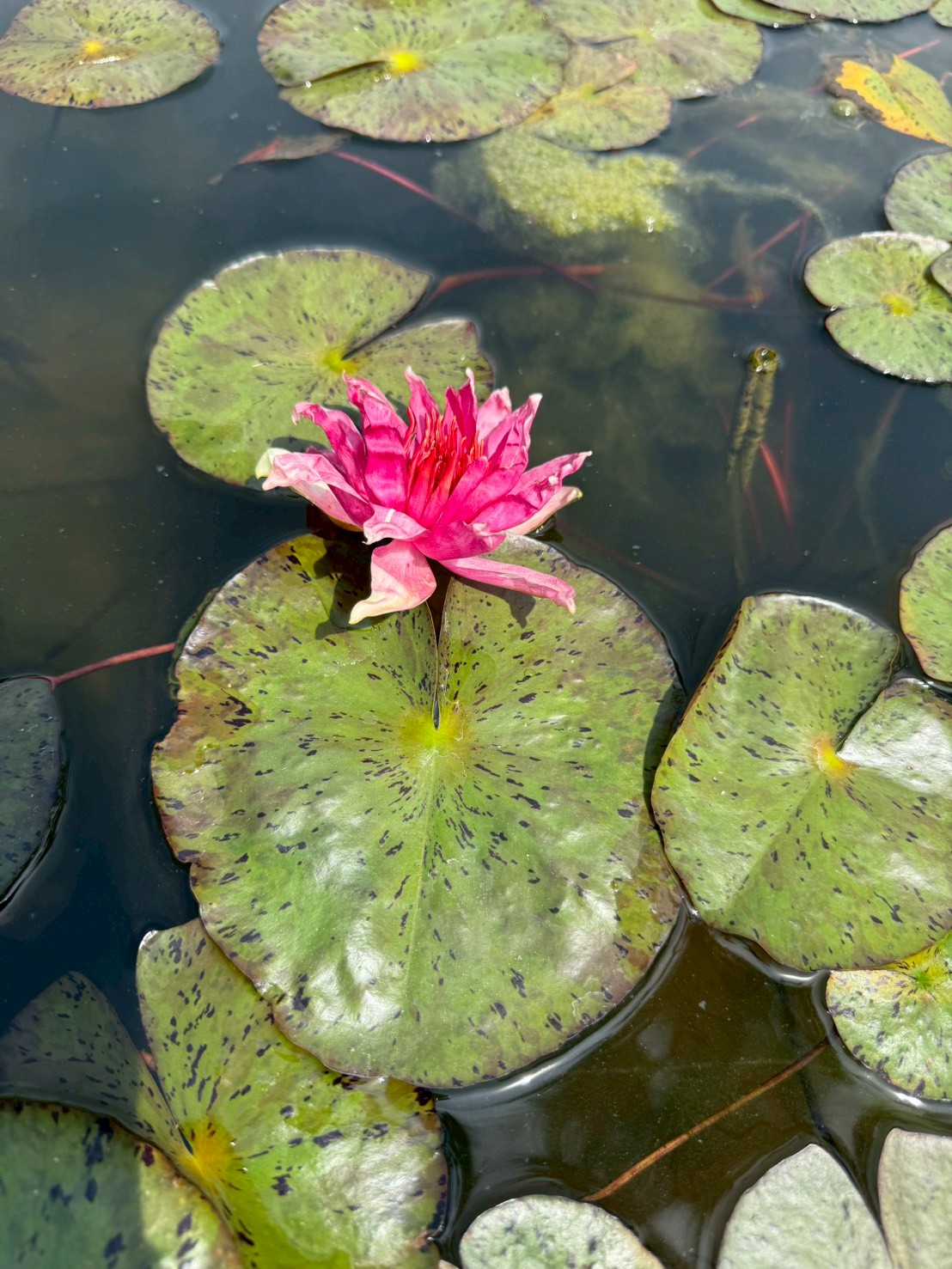 บัวเรดสไปเดอร์