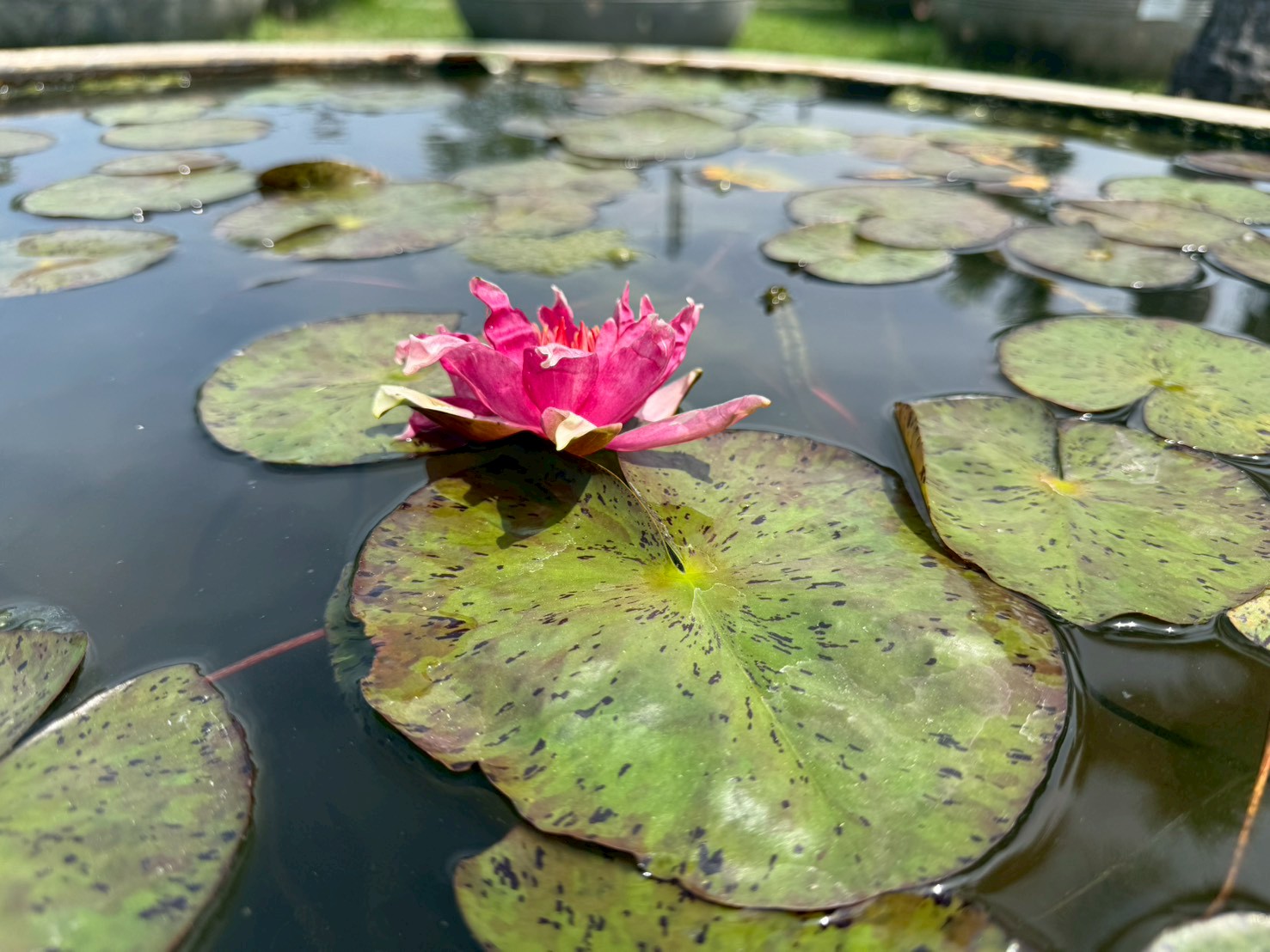 บัวเรดสไปเดอร์