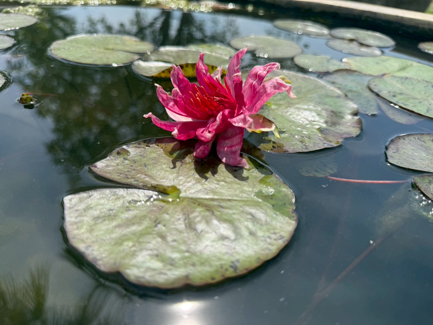 บัวเรดสไปเดอร์