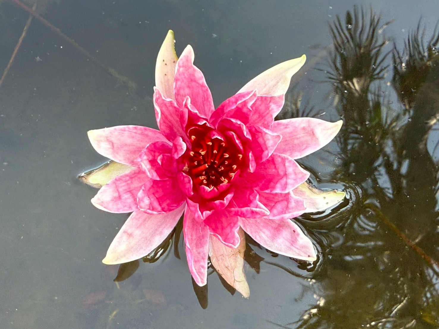 บัวเรดสไปเดอร์