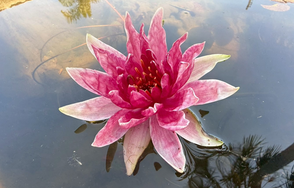 บัวเรดสไปเดอร์