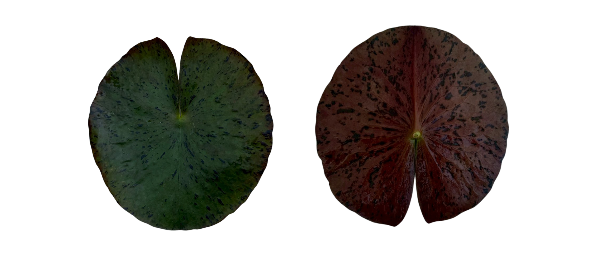 ใบอ่อนบัวเรดสไปเดอร์