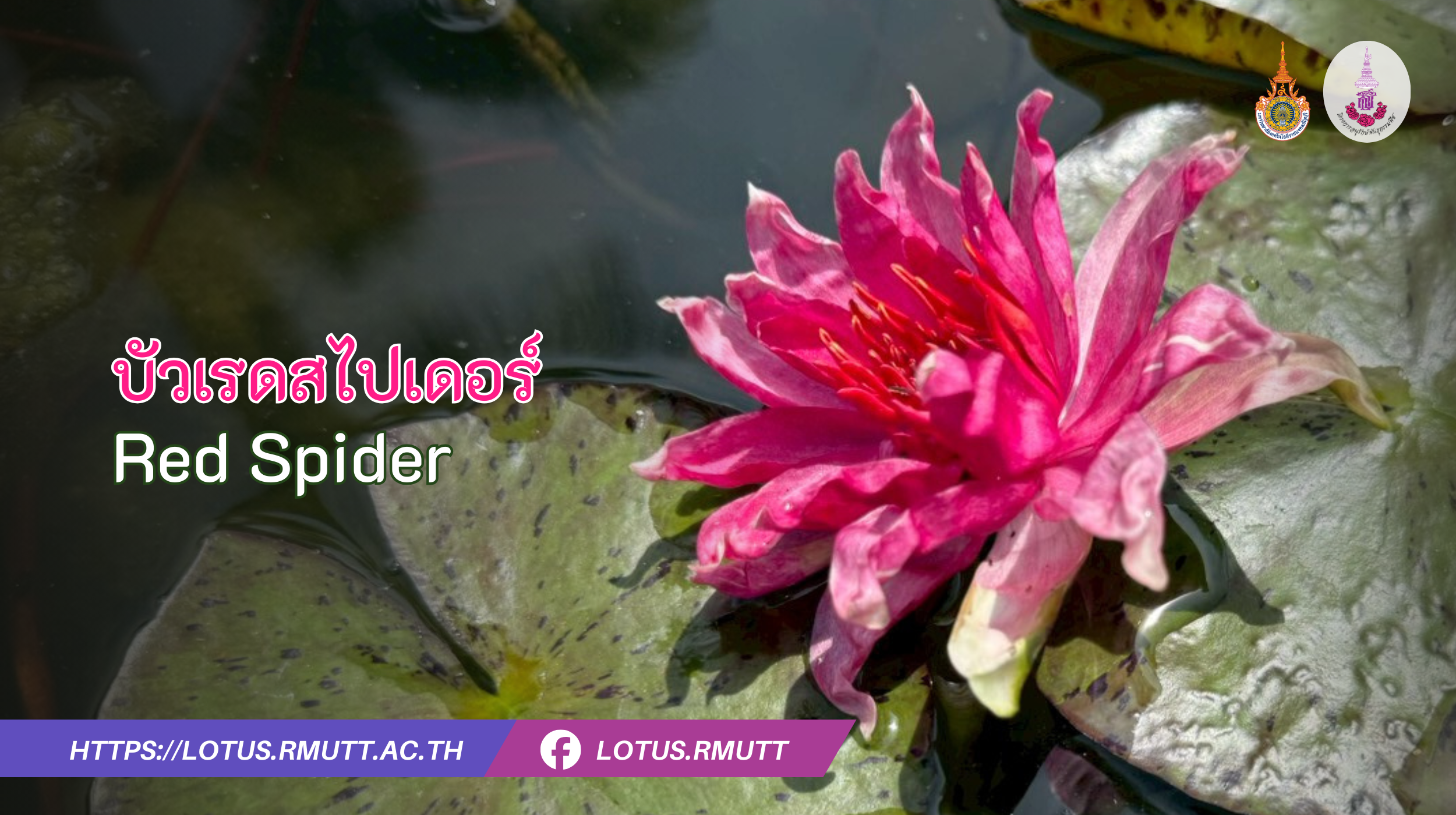 บัวเรดสไปเดอร์