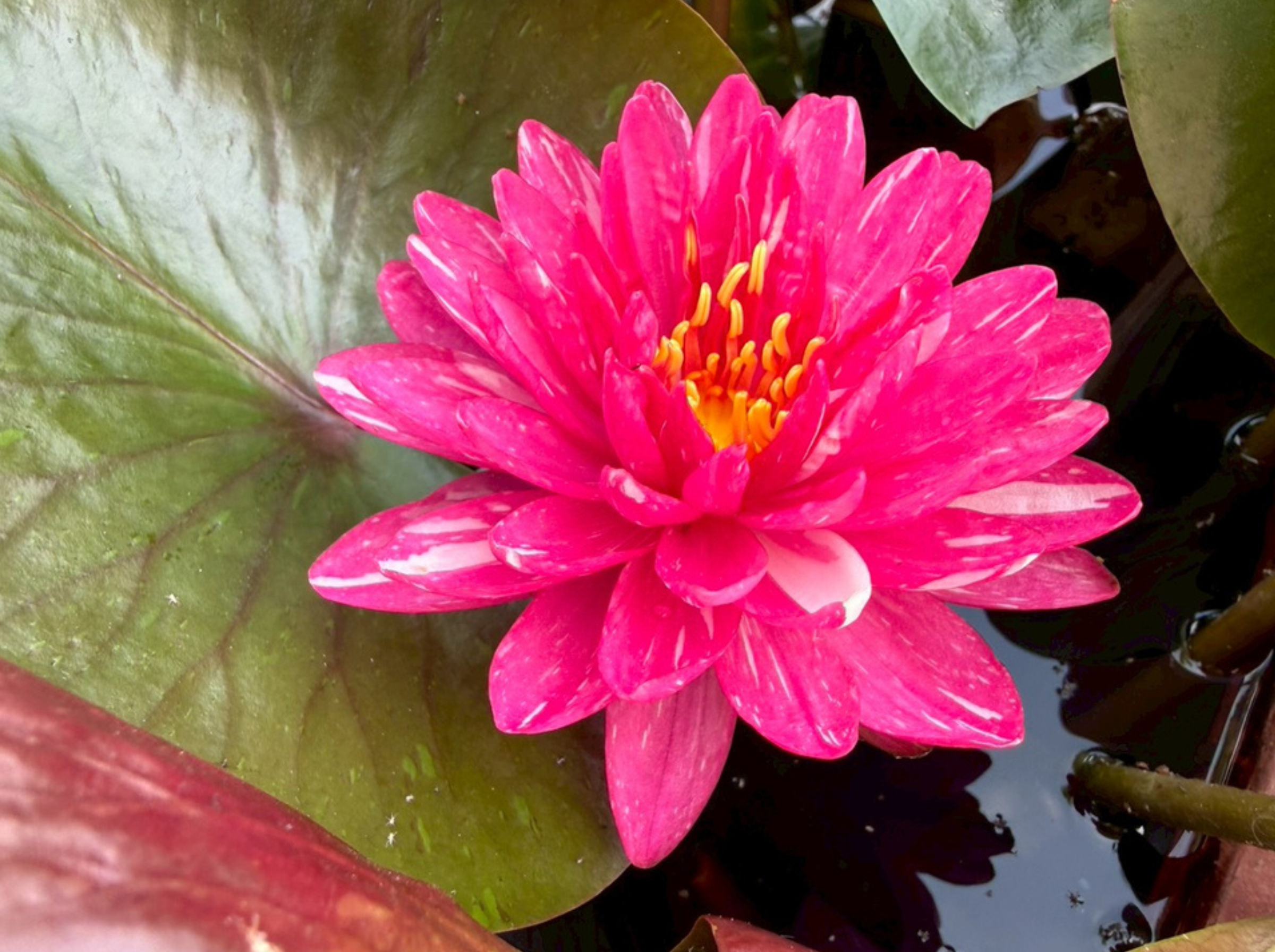 บัวจักรพงษ์