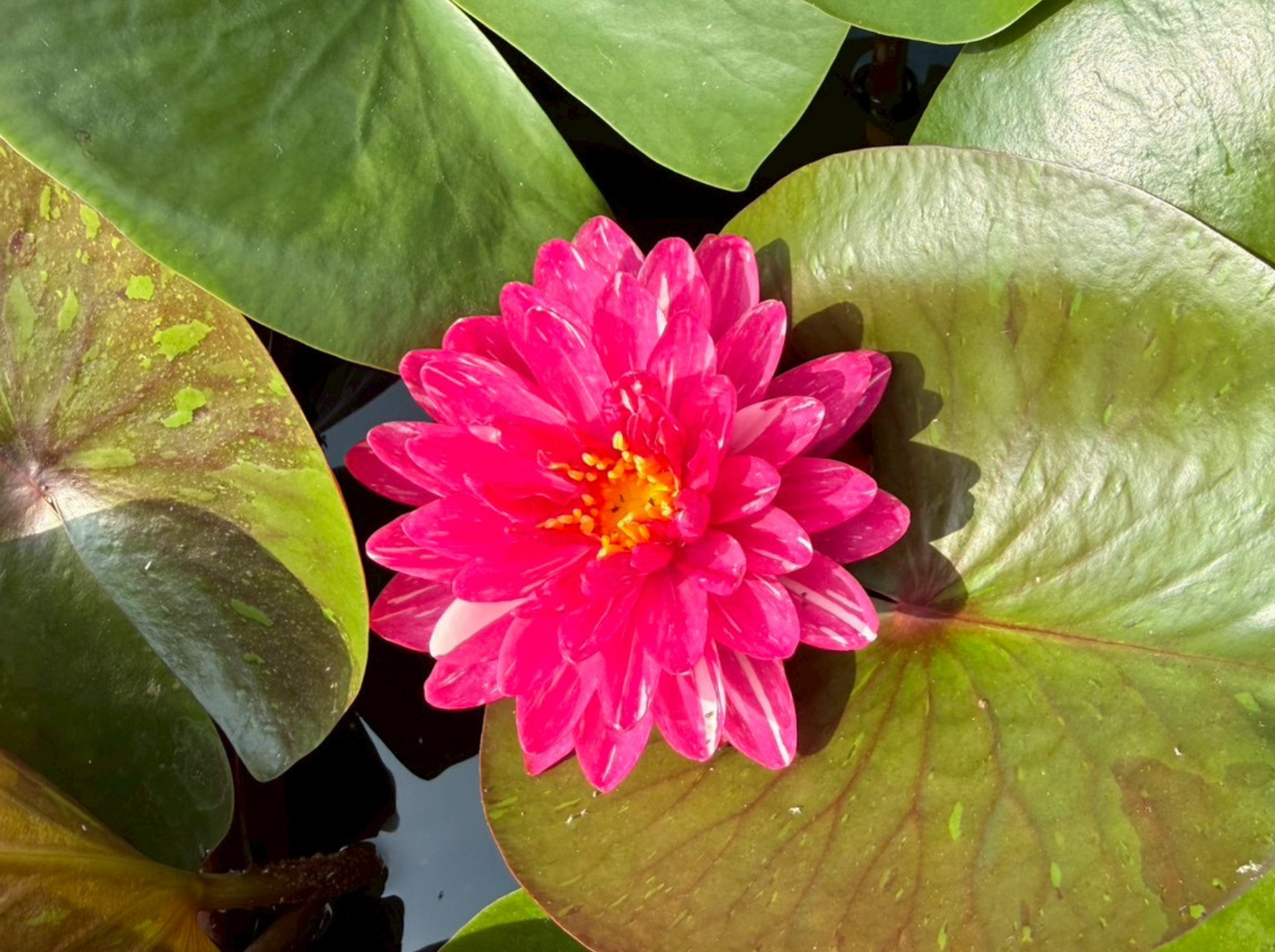 บัวจักรพงษ์