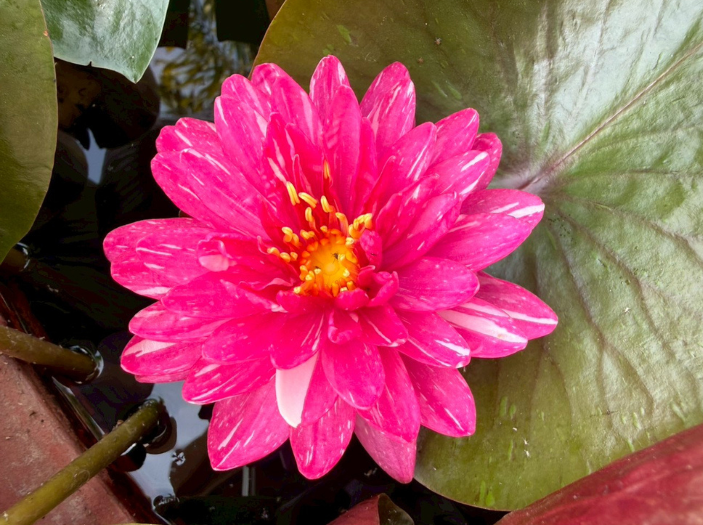 บัวจักรพงษ์