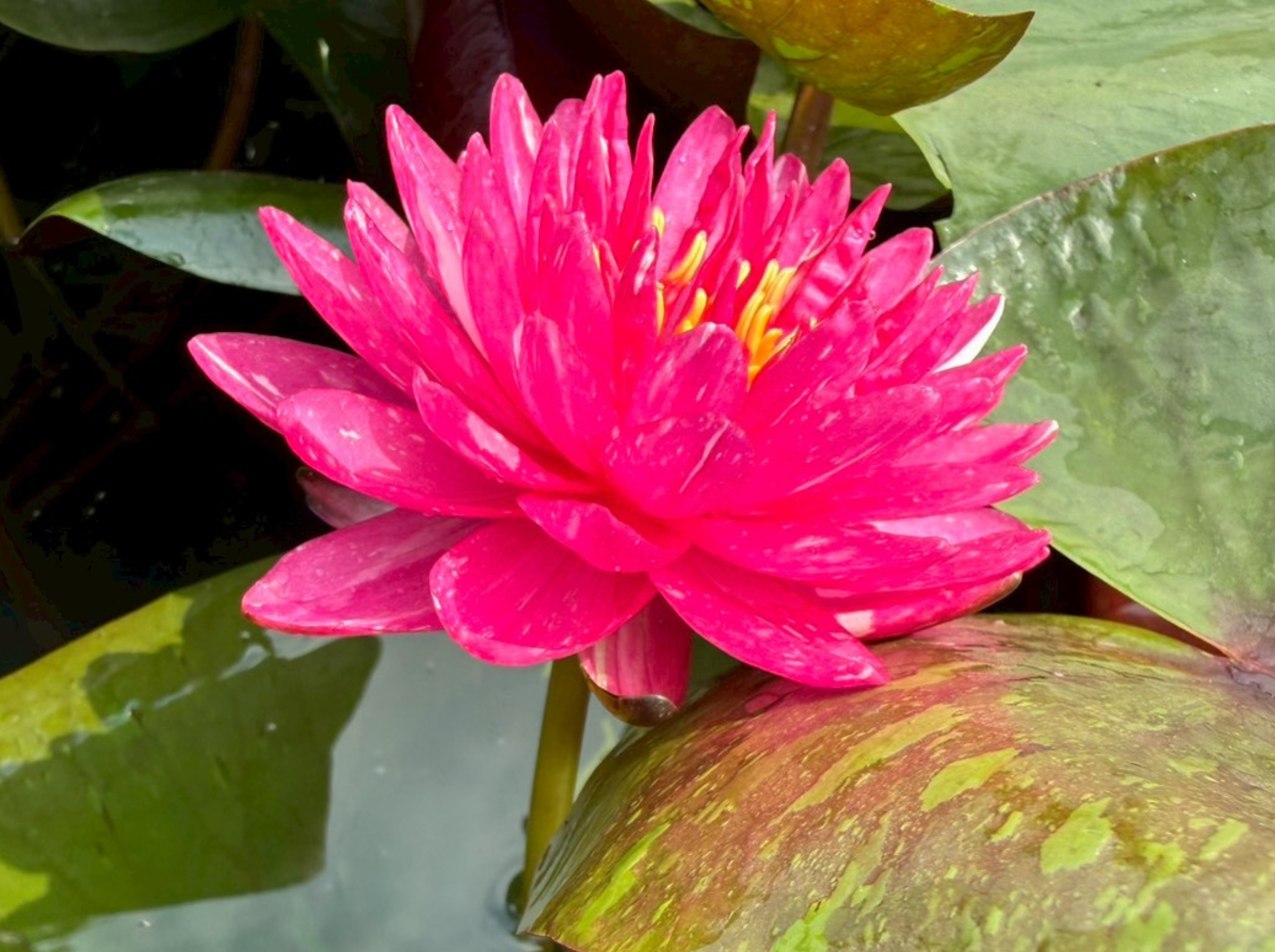 บัวจักรพงษ์