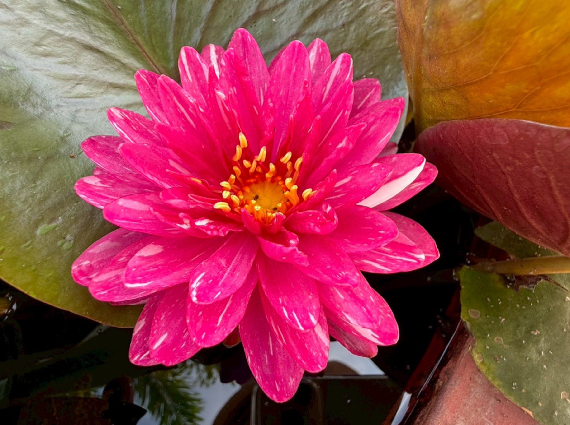 บัวจักรพงษ์