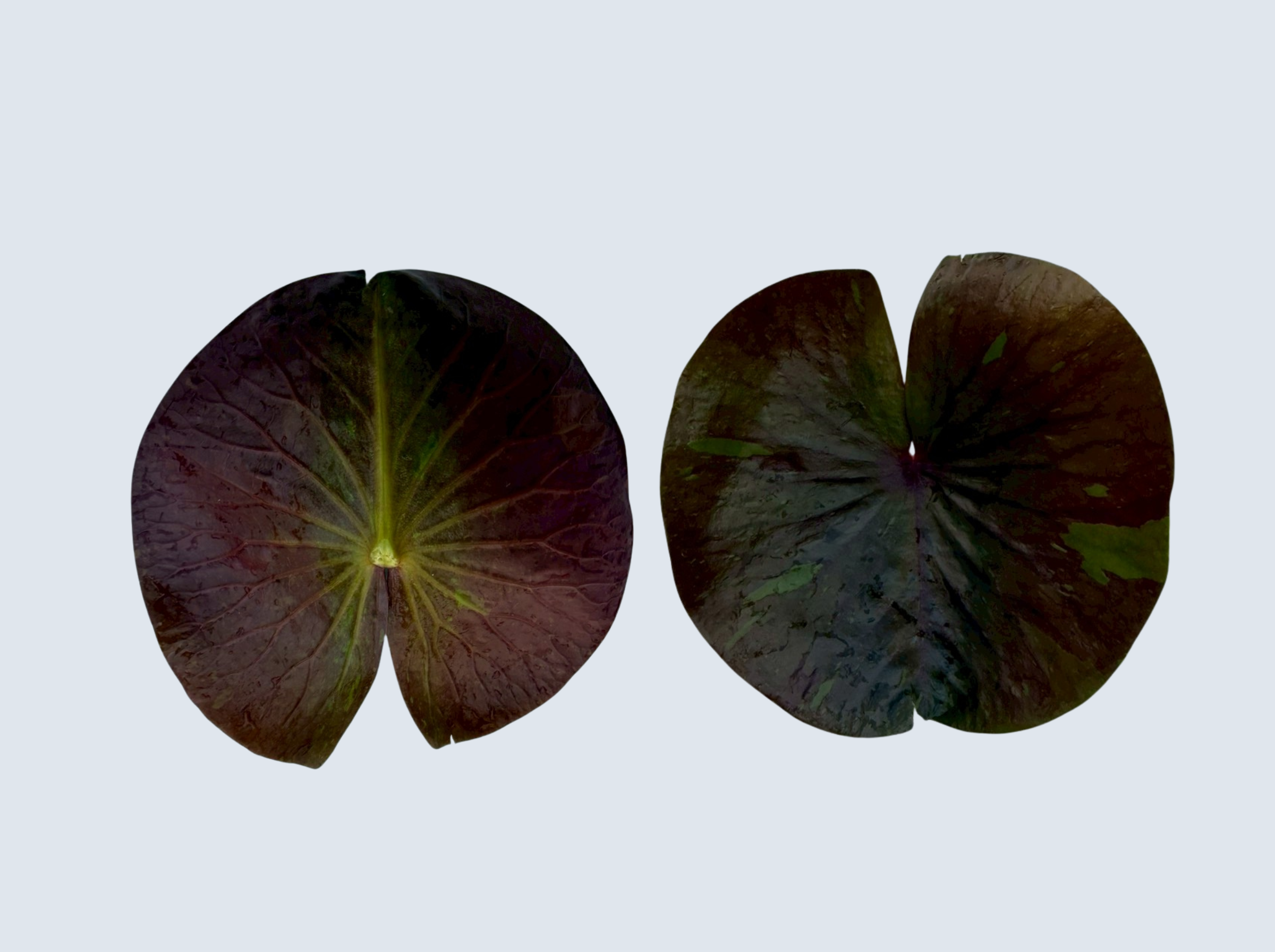 ใบอ่อน บัวจักรพงษ์