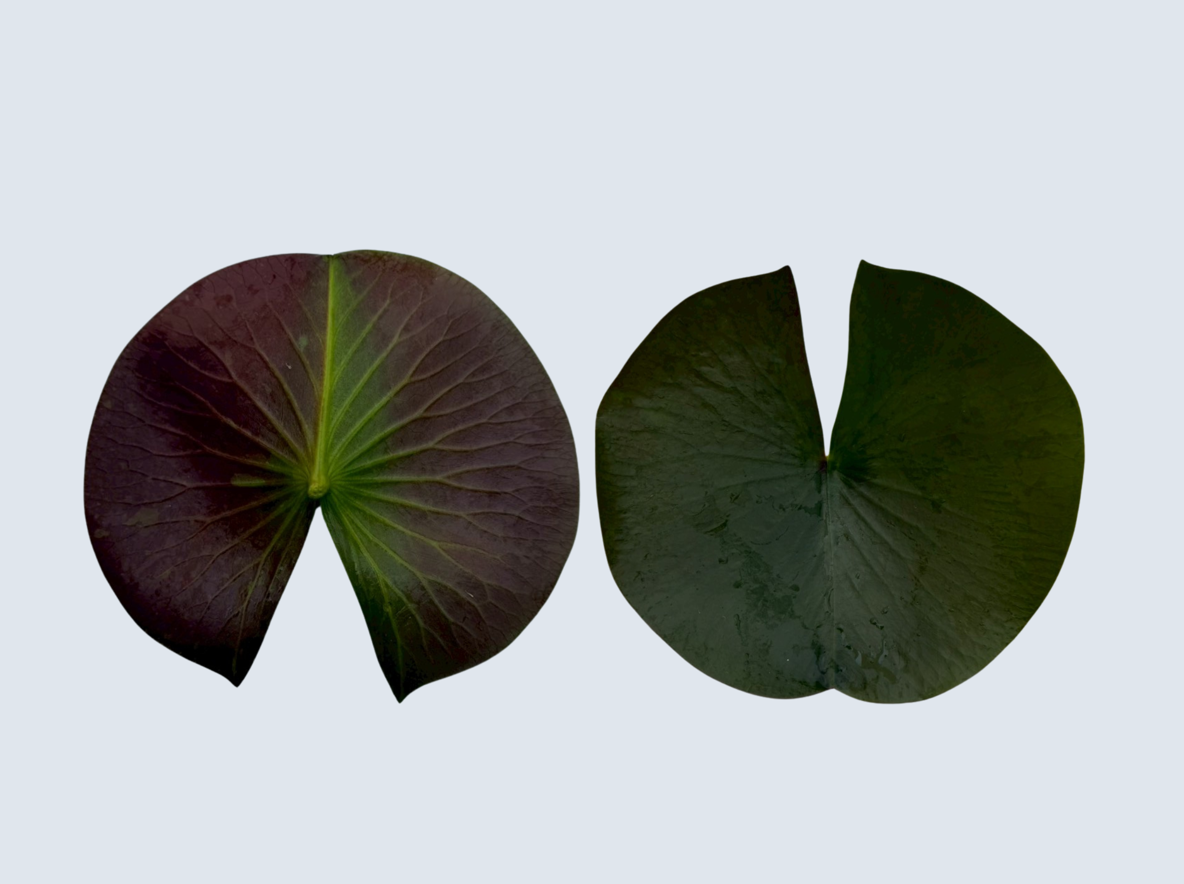 ใบเเก่ บัวจักรพงษ์