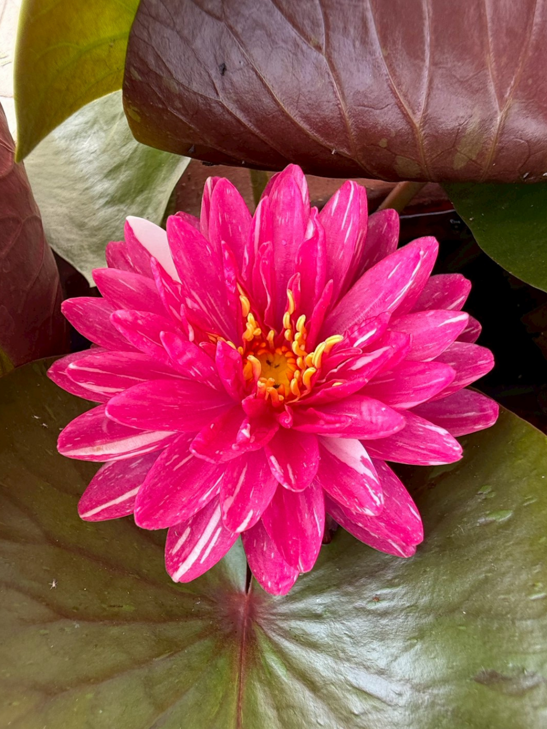 บัวจักรพงษ์