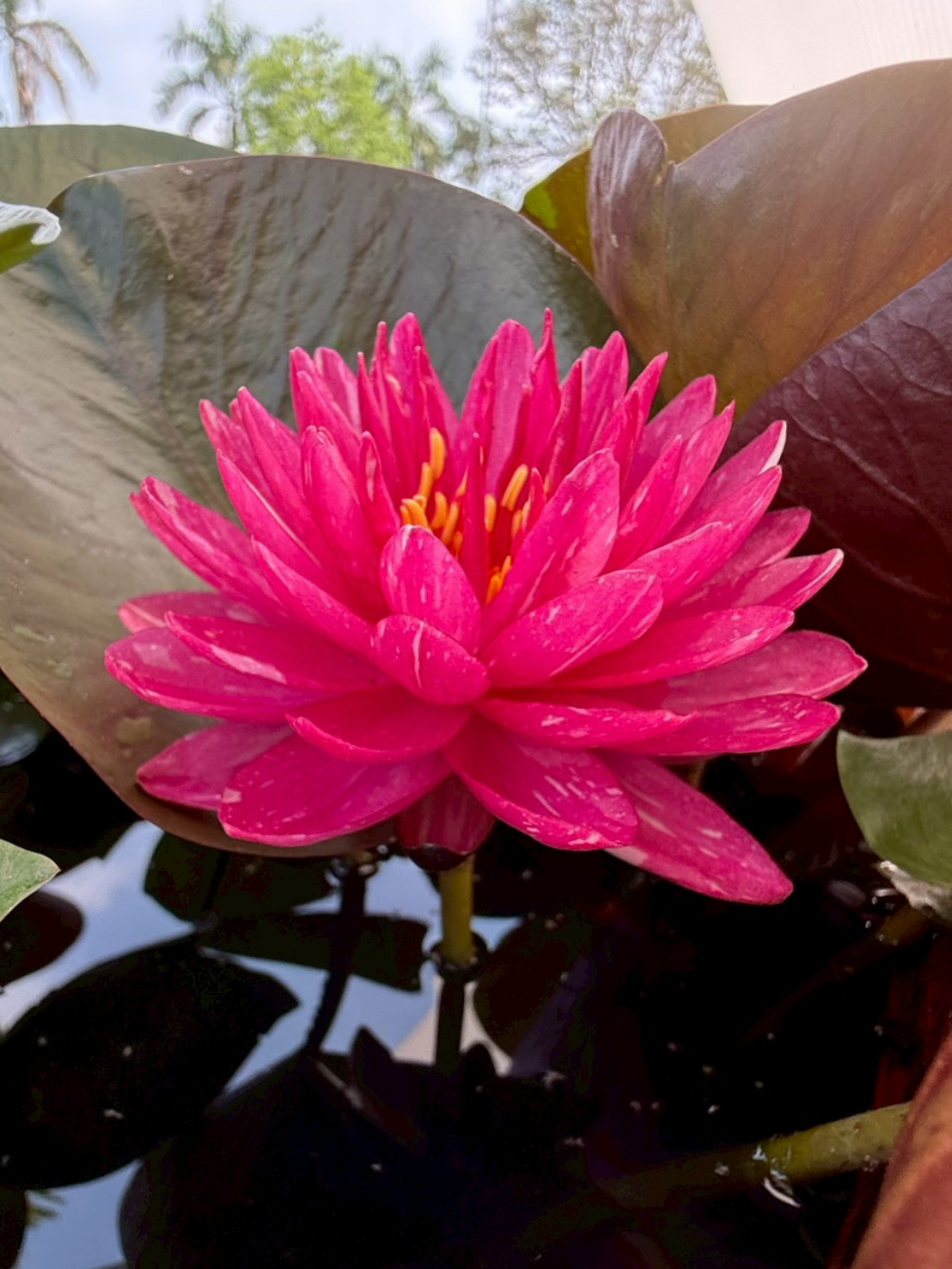 บัวจักรพงษ์