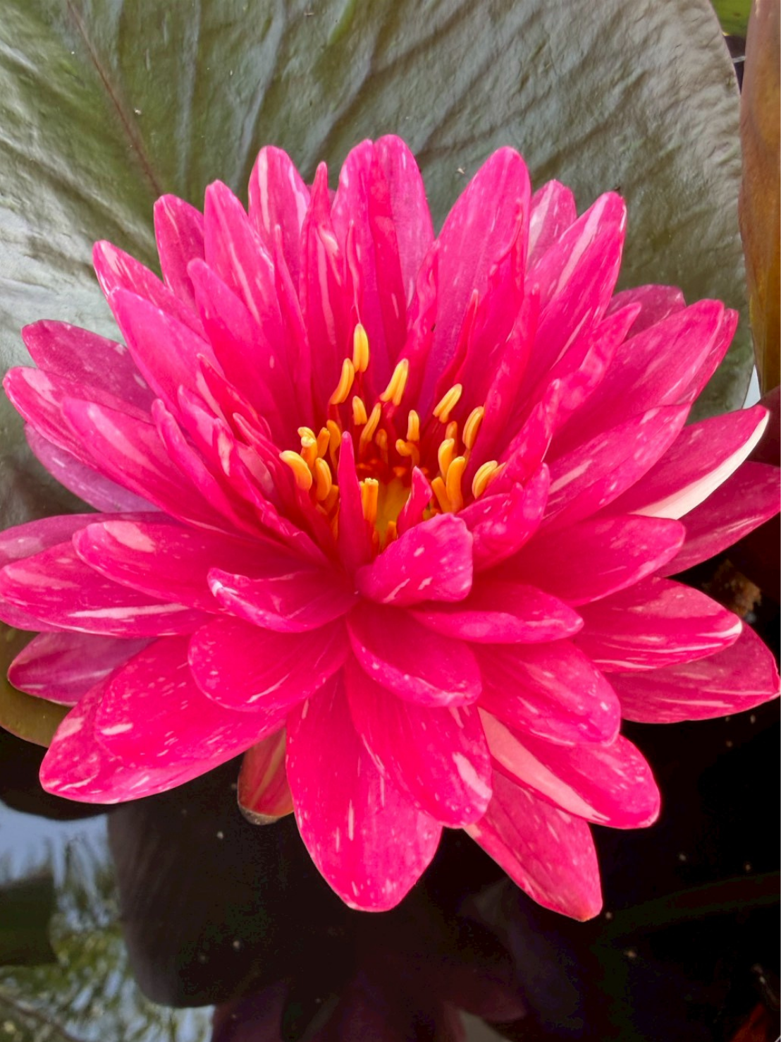 บัวจักรพงษ์