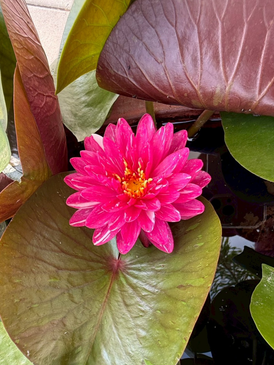 บัวจักรพงษ์