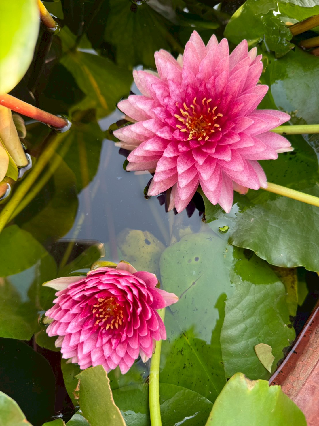 บัวมหาสมบัติ