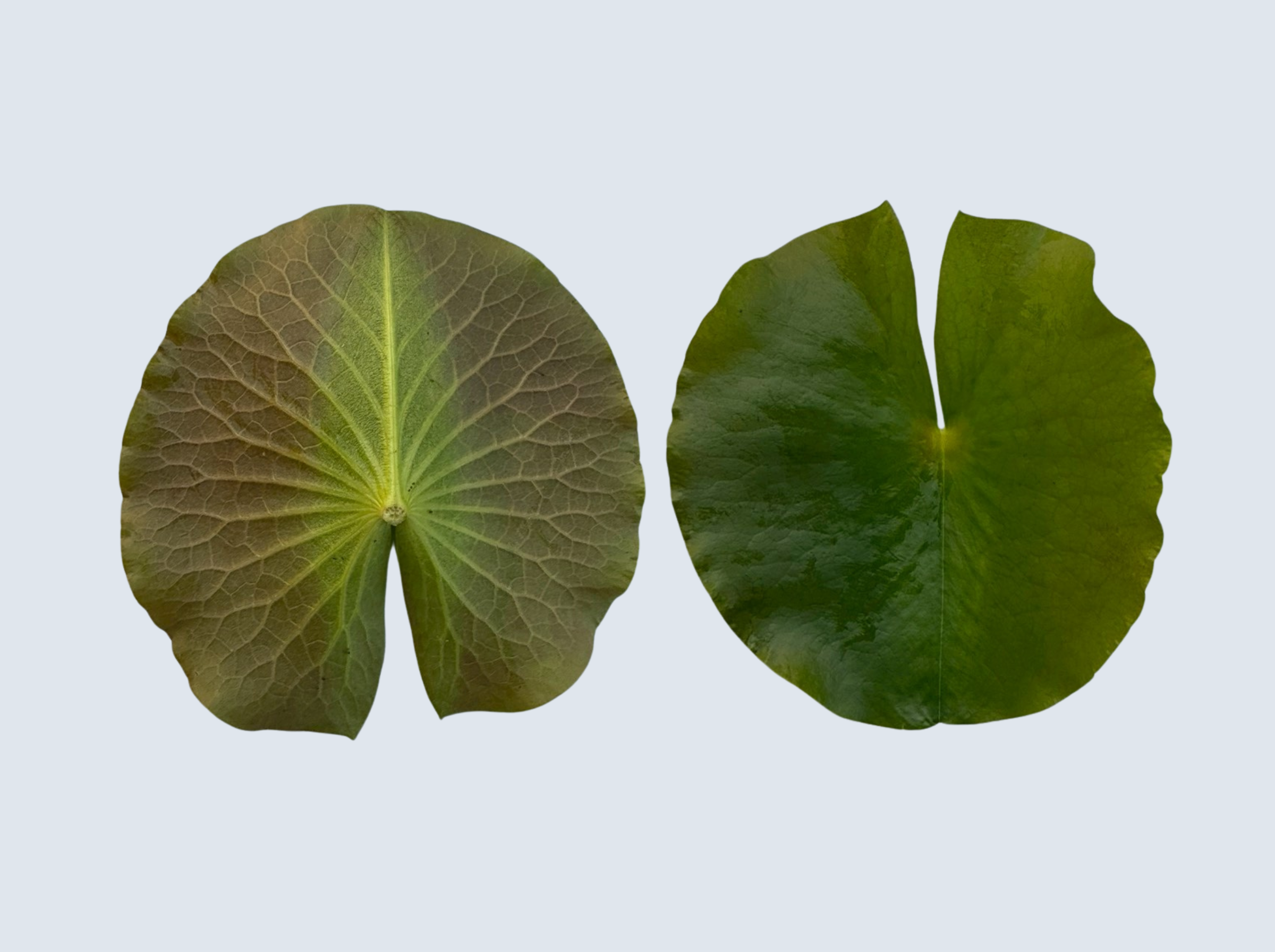 ใบอ่อน บัวมหาสมบัติ